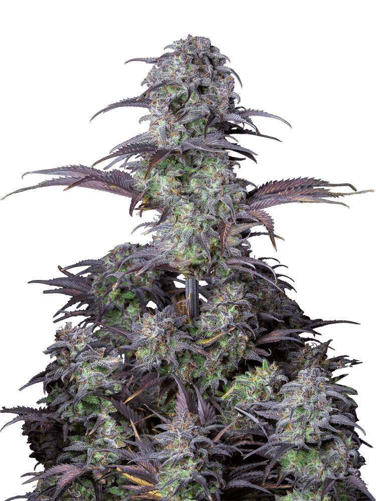 Graines de Blueberry Auto by FastBuds