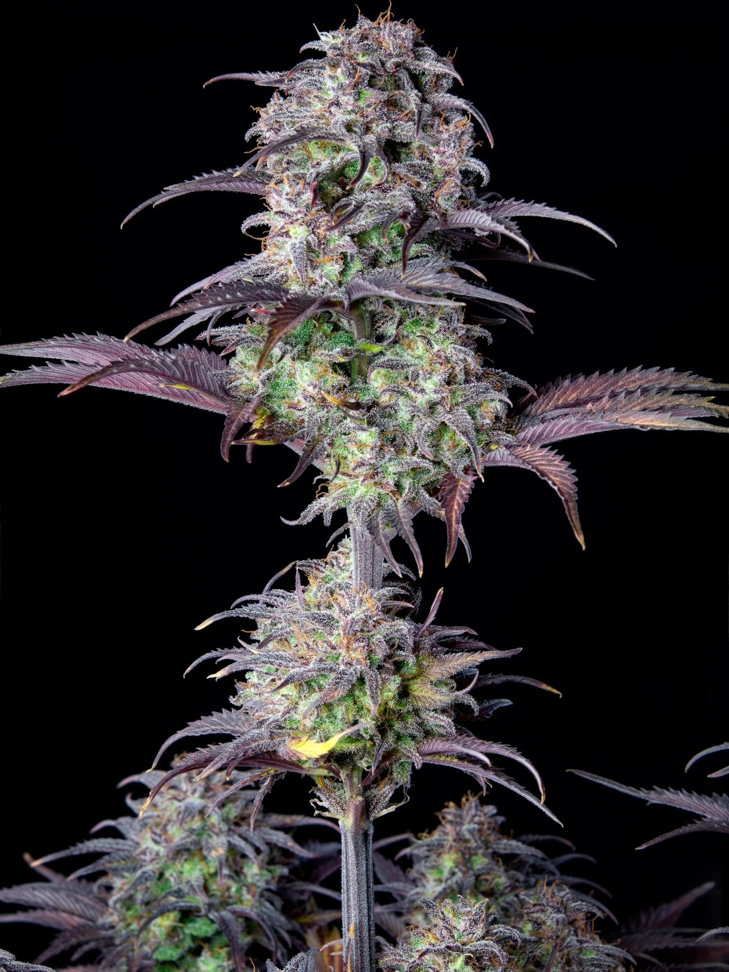 Graines de Blueberry Auto by FastBuds