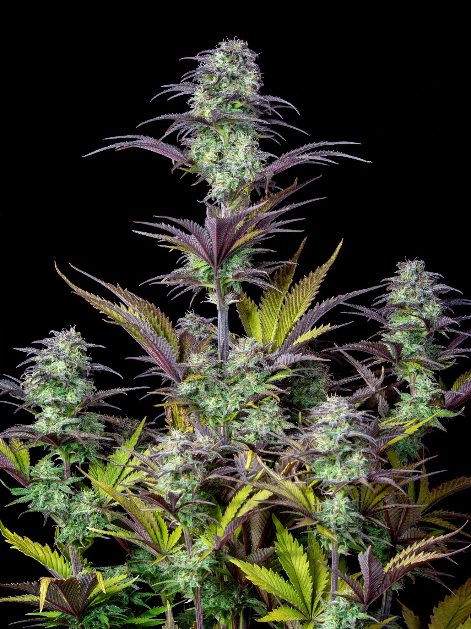 Graines de Blueberry Auto by FastBuds