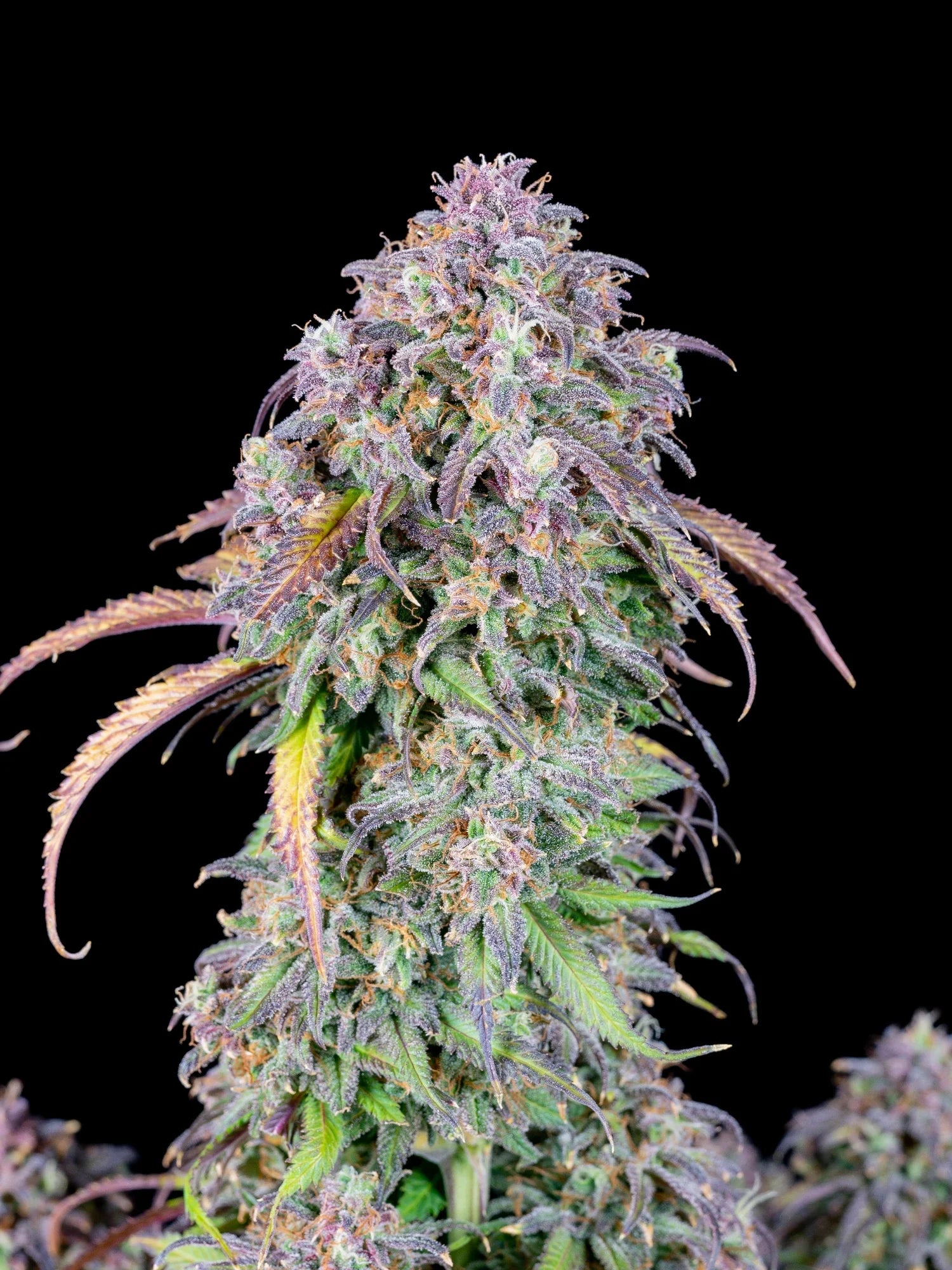 Graines de Blueberry Auto by FastBuds