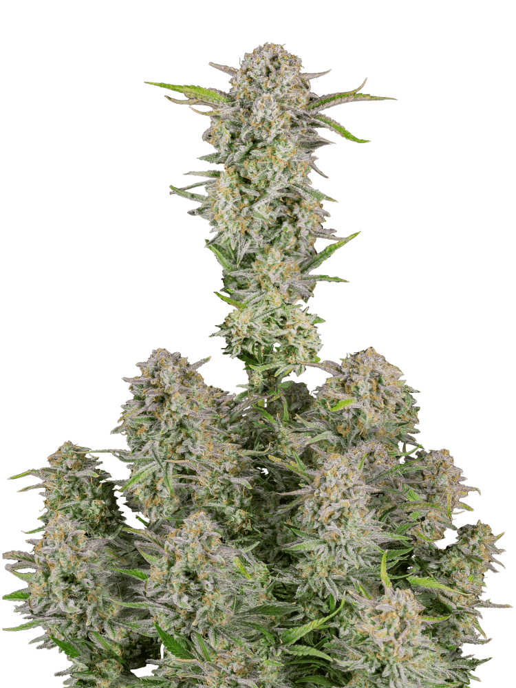 Graines de Bruce Banner Auto by FastBuds