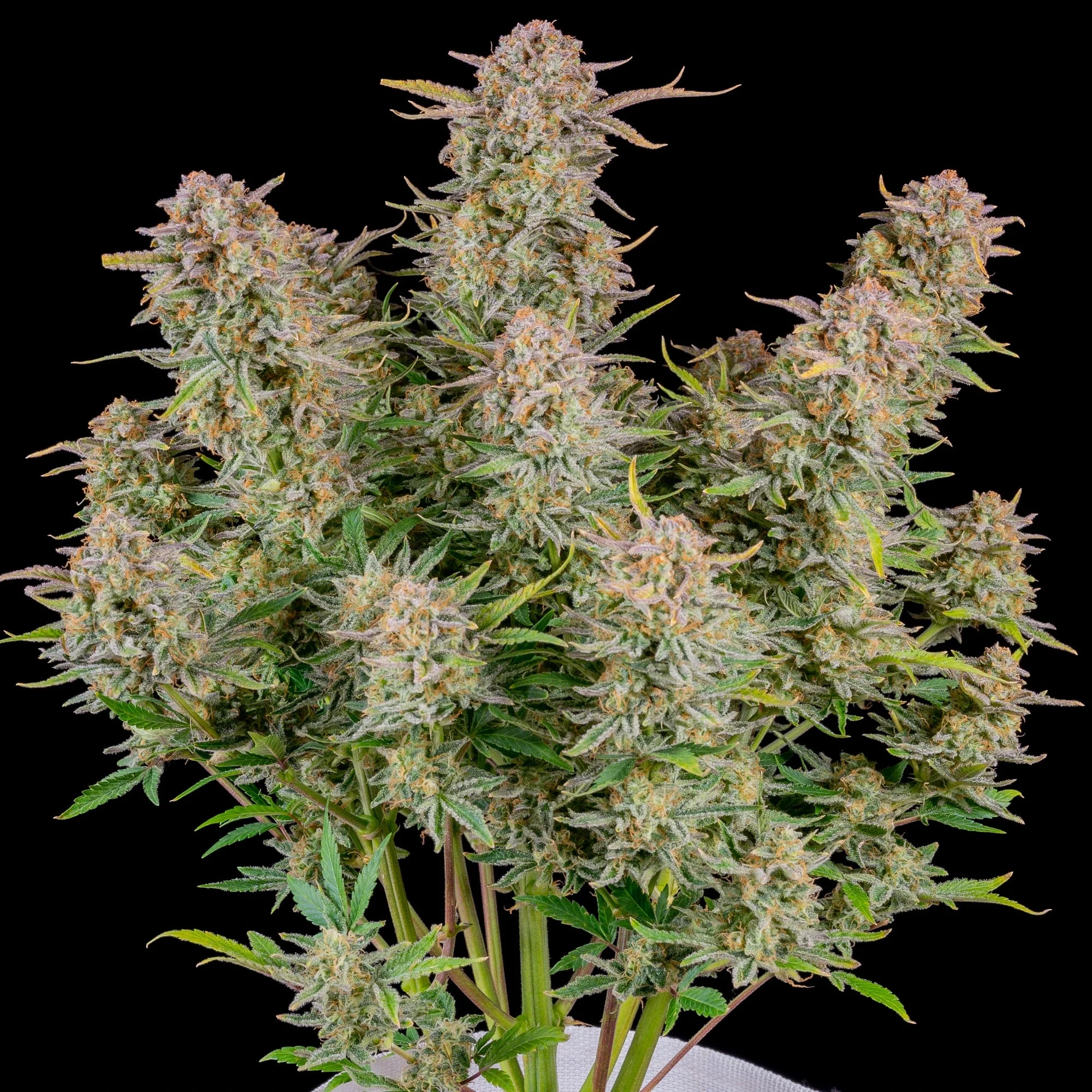 Graines de Bruce Banner Auto by FastBuds