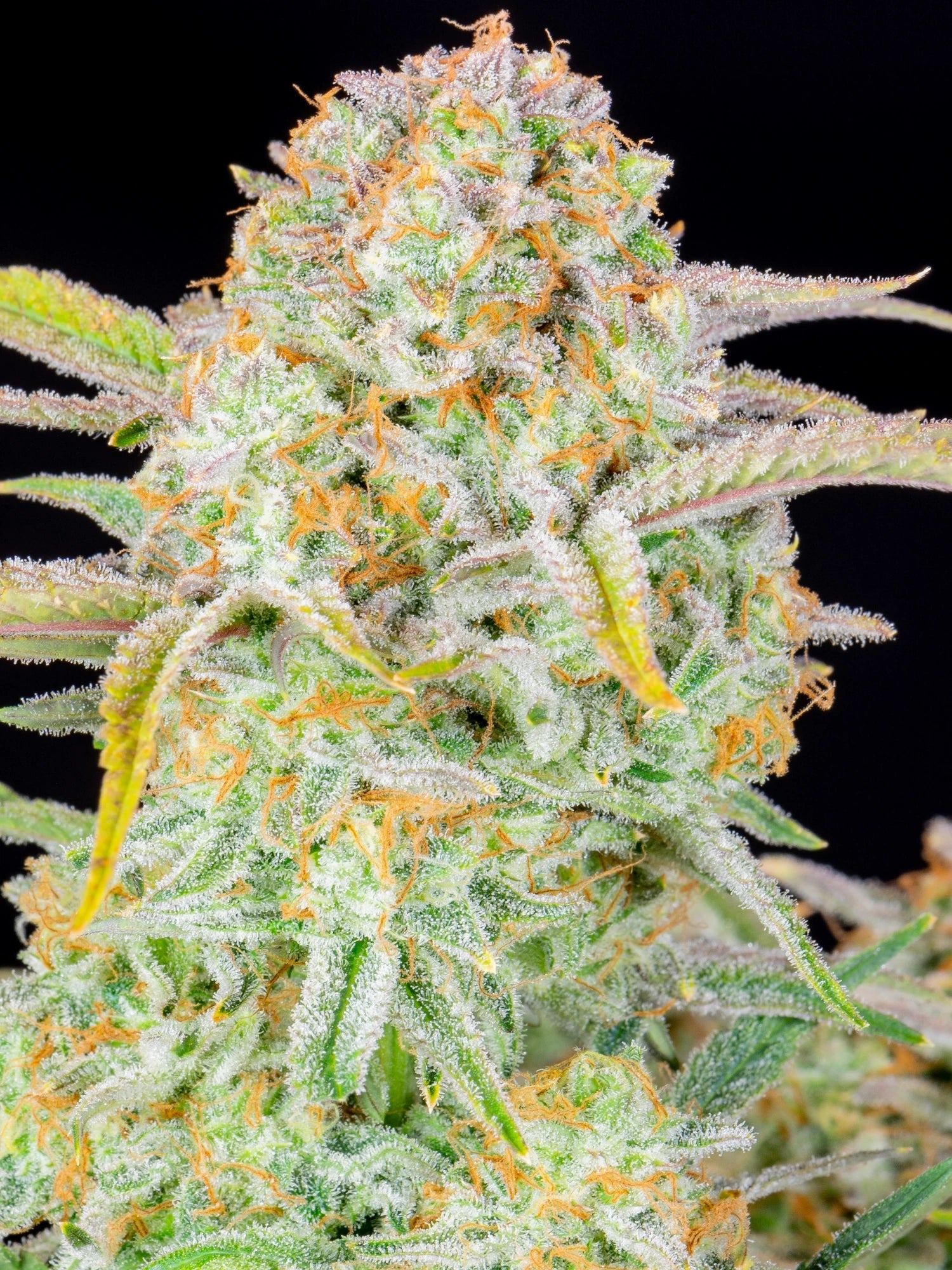 Graines de Bruce Banner Auto by FastBuds