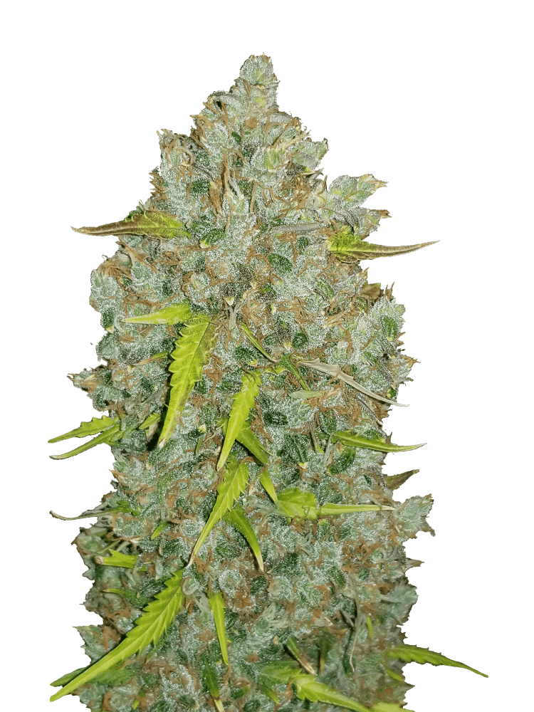 Graines de Bubblegum Auto by FastBuds