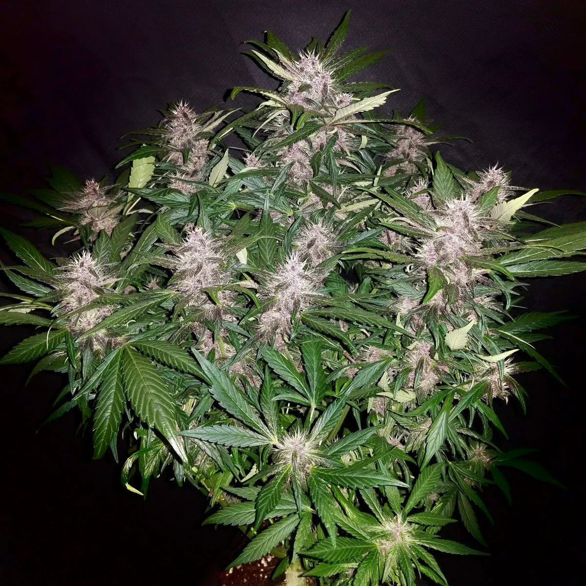 Graines de C4 Auto by FastBuds