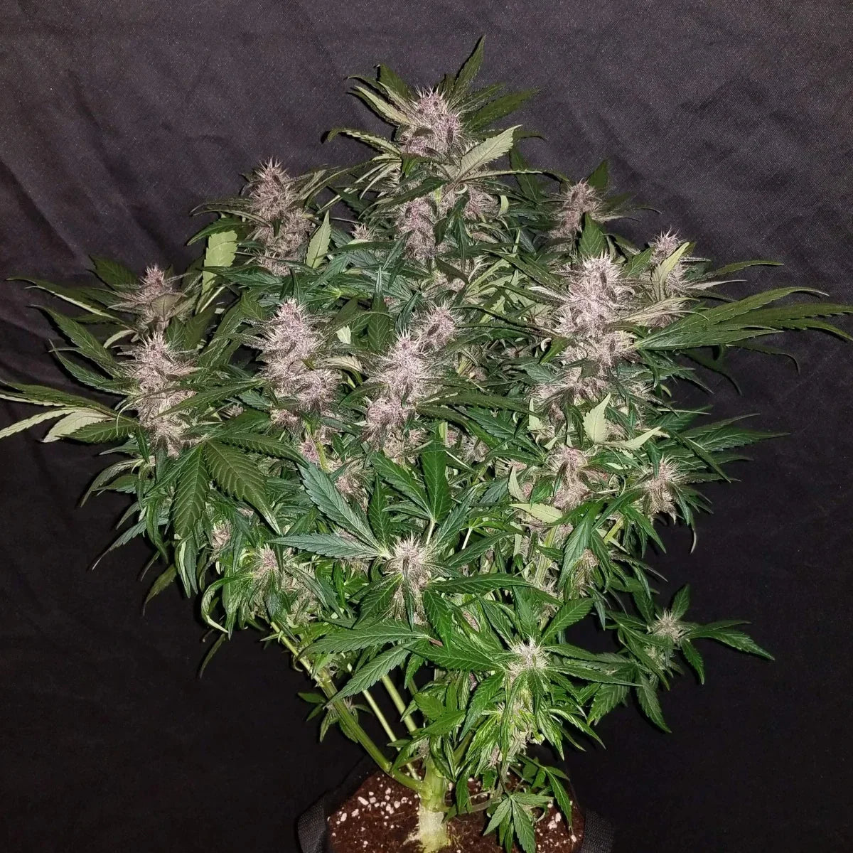 Graines de C4 Auto by FastBuds