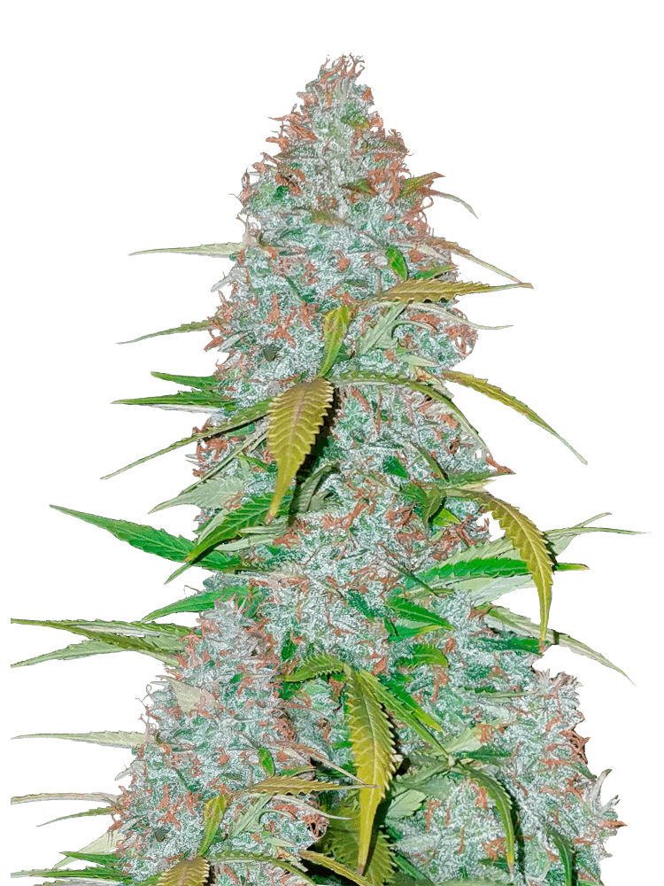 Graines de Californian Snow Auto by FastBuds