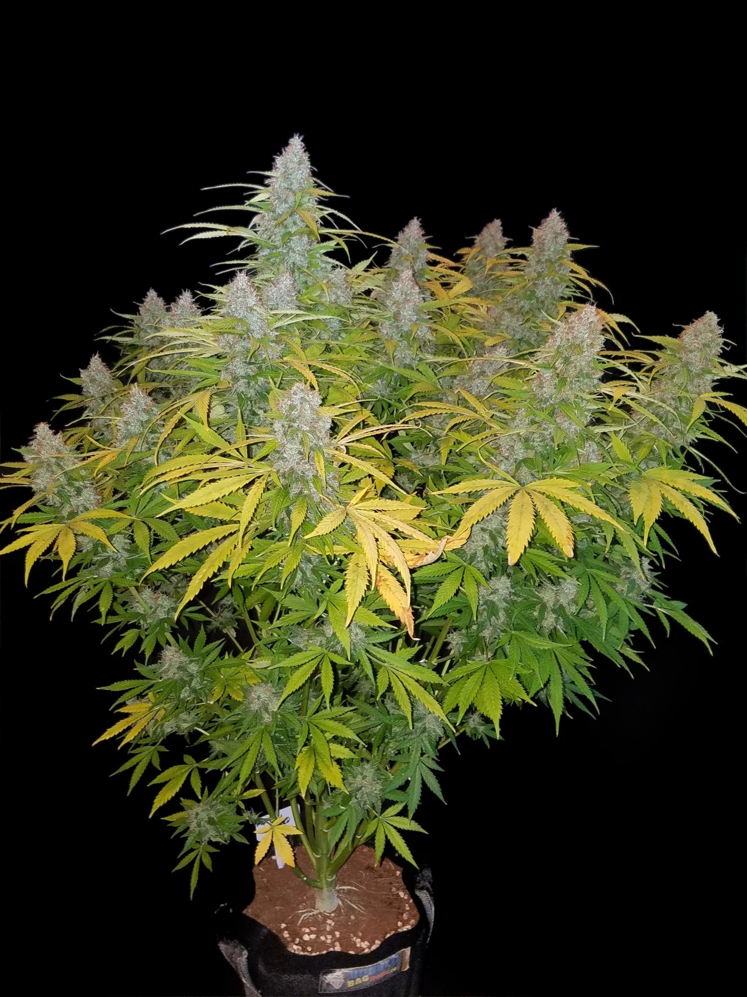 Graines de Californian Snow Auto by FastBuds