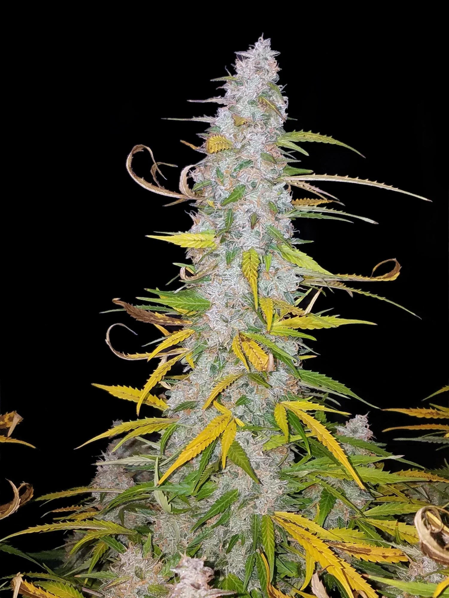 Graines de Californian Snow Auto by FastBuds