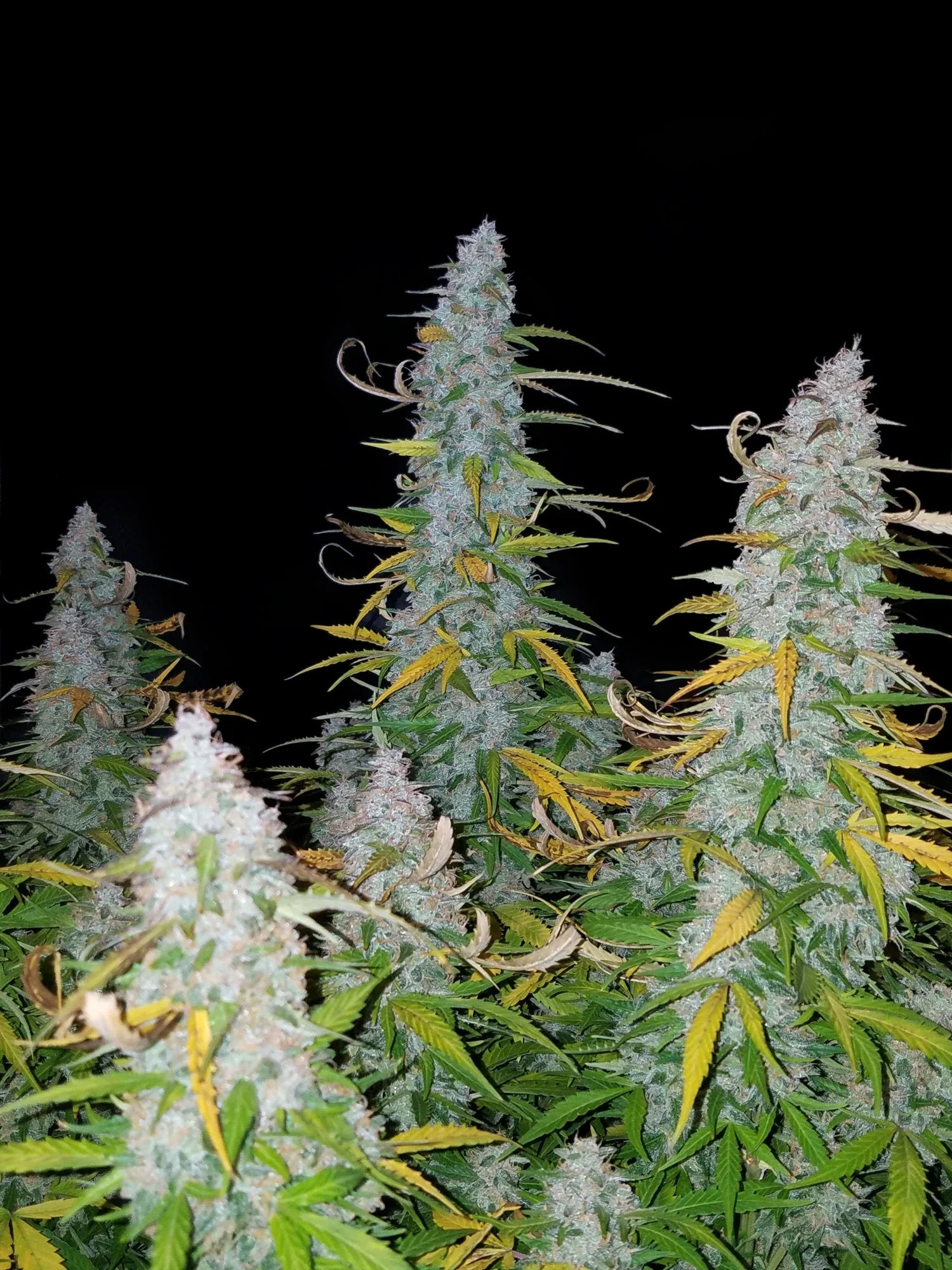 Graines de Californian Snow Auto by FastBuds