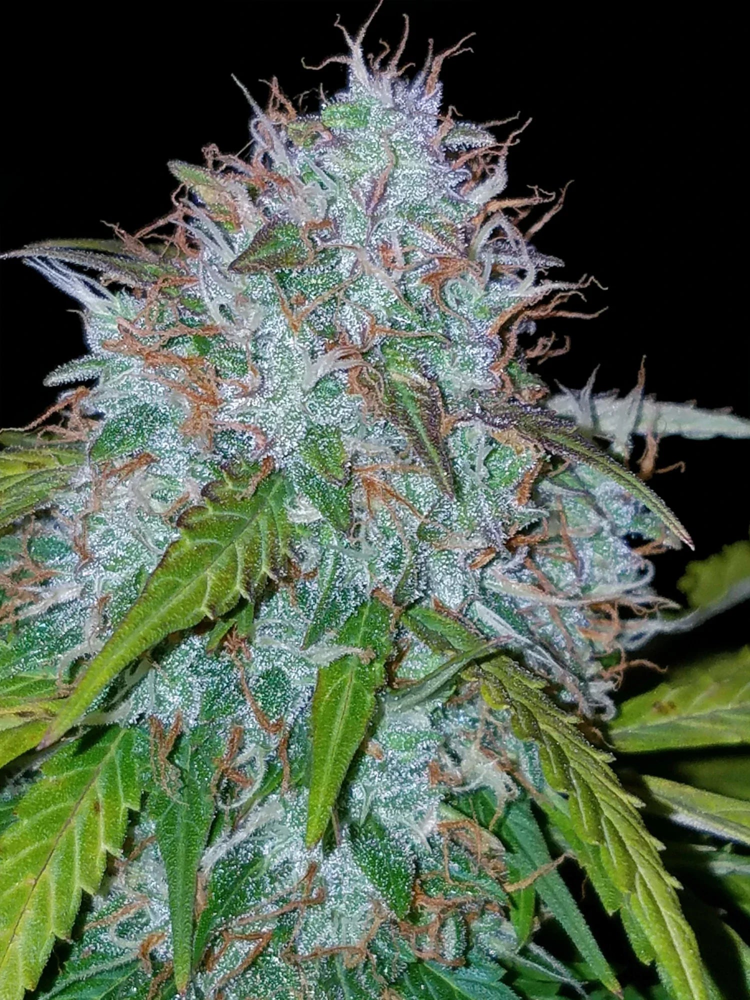 Graines de Californian Snow Auto by FastBuds