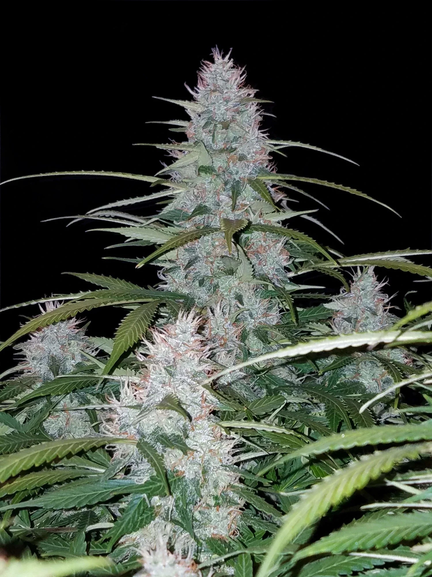 Graines de Californian Snow Auto by FastBuds