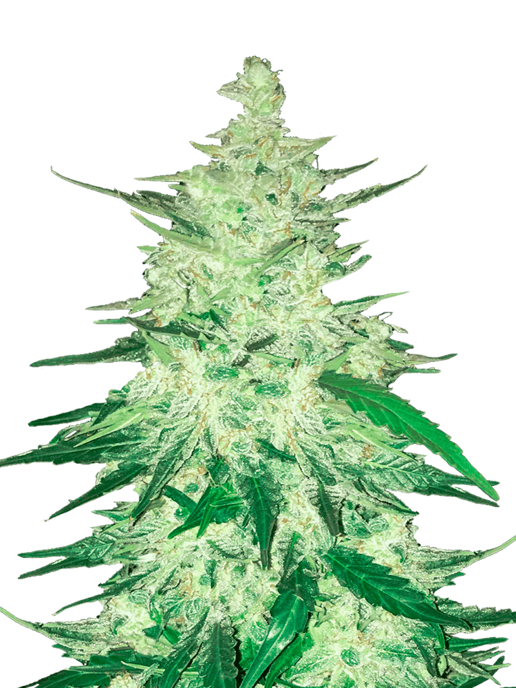 Graines de CBD Auto 1:1 (CBD Crack) by FastBuds