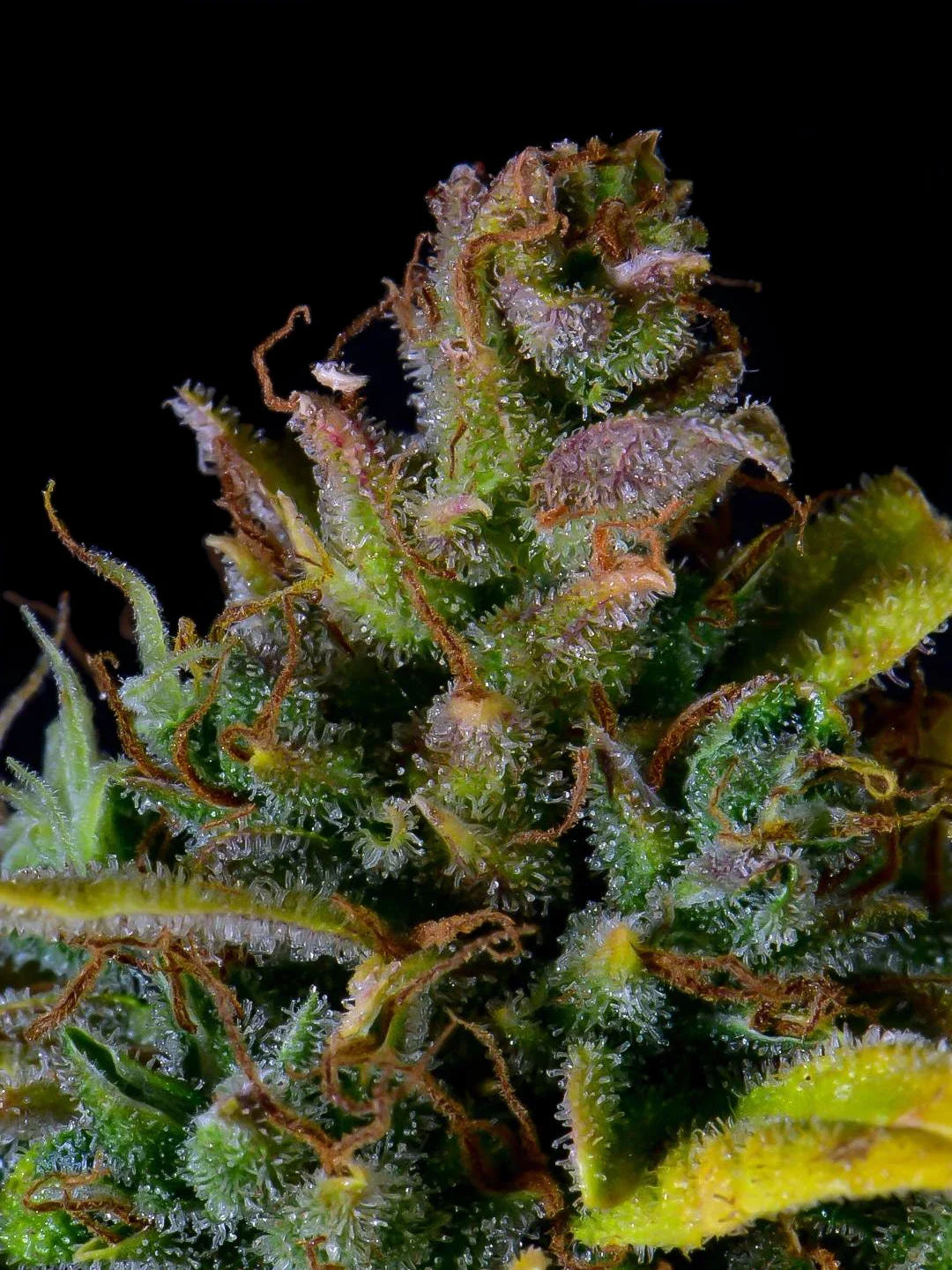 Graines de CBD Auto 20:1 by FastBuds