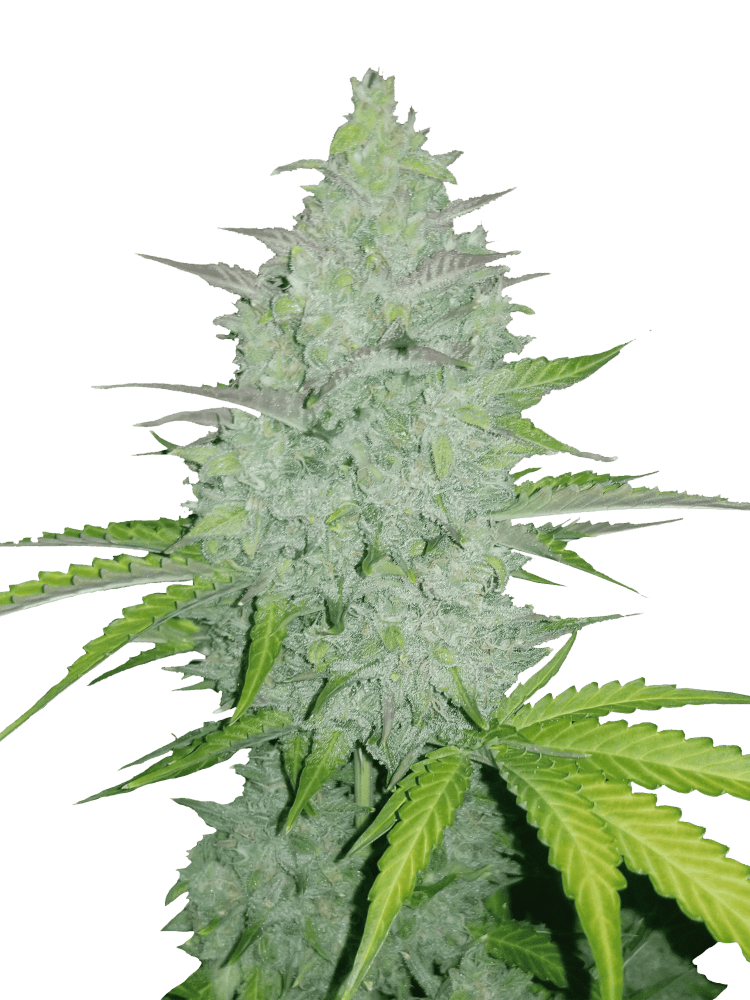 Graines de Cheese Auto by FastBuds