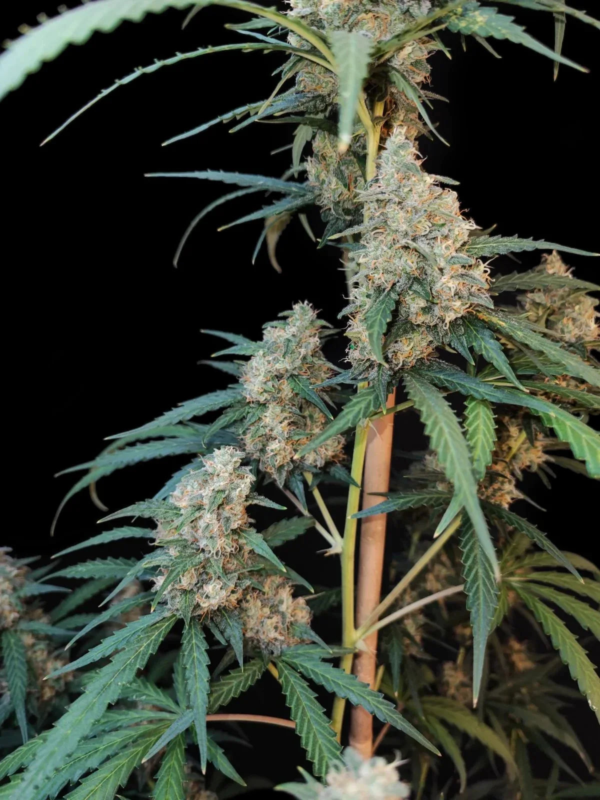 Graines de Cheese Auto by FastBuds