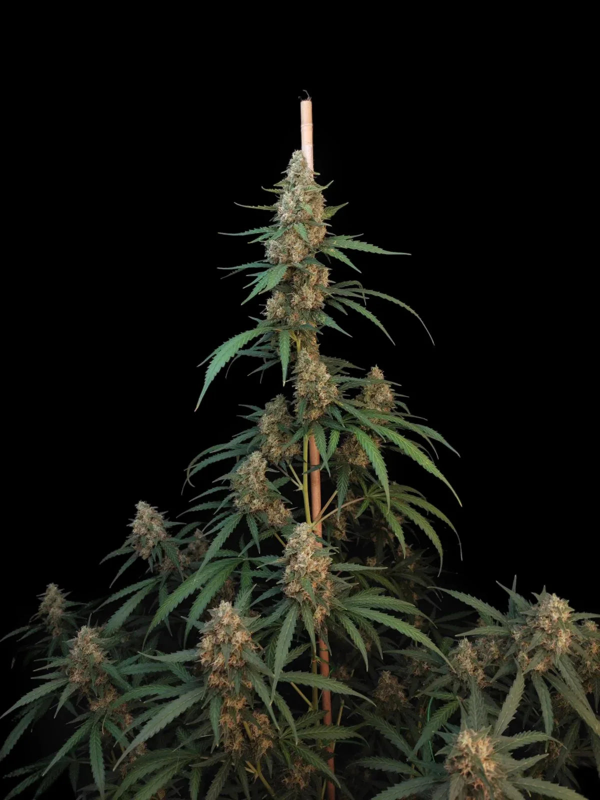 Graines de Cheese Auto by FastBuds