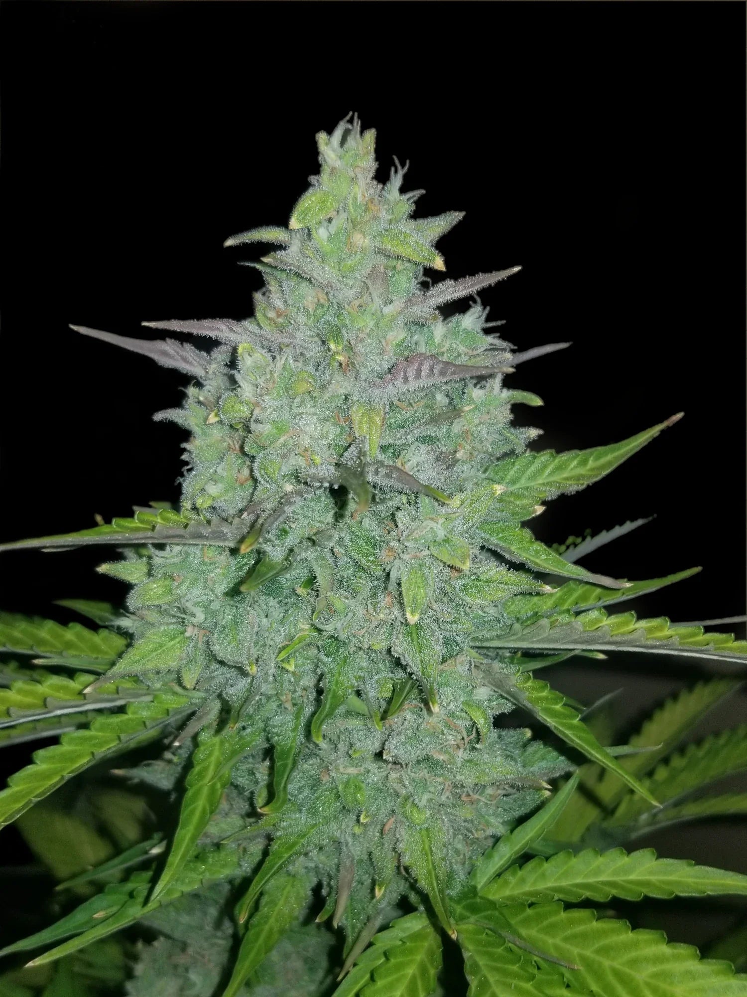 Graines de Cheese Auto by FastBuds