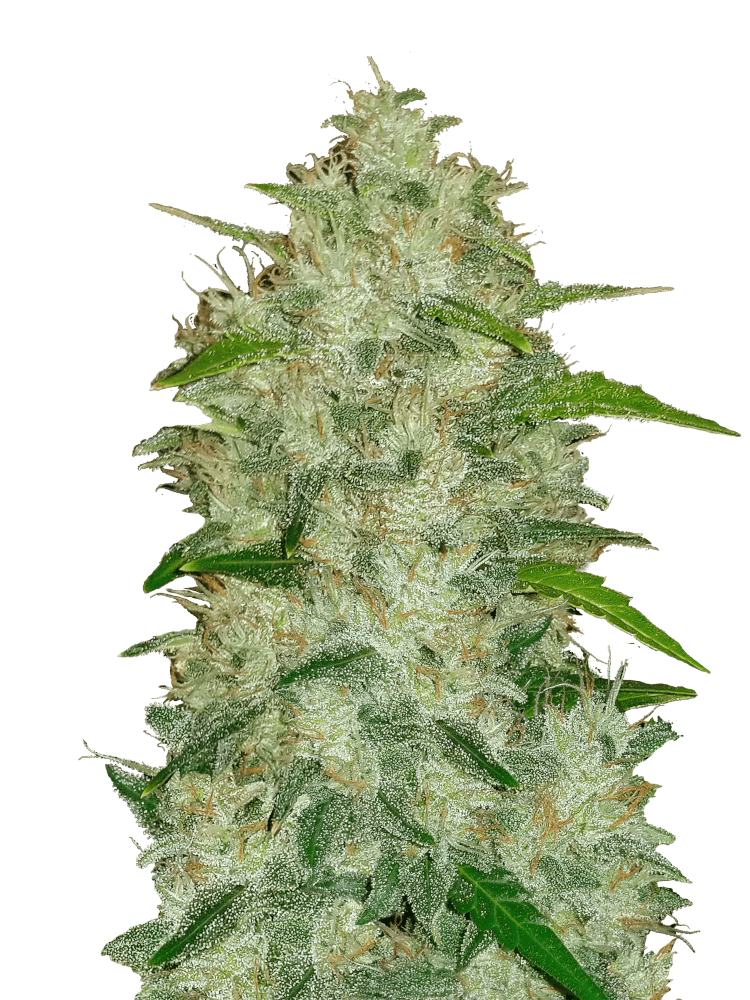 Graines de Chemdawg Auto by FastBuds