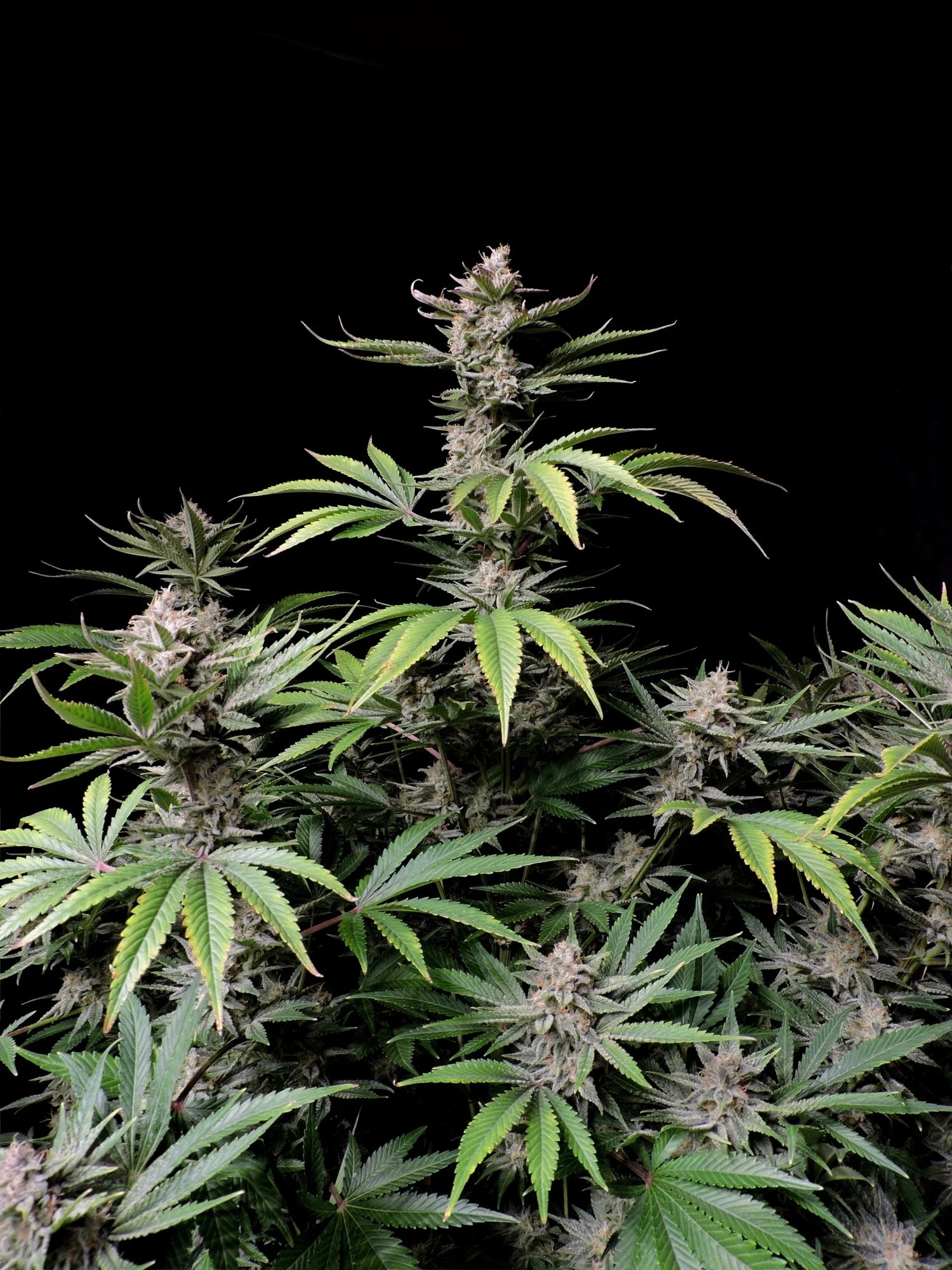 Graines de Cherry Cola Auto by FastBuds