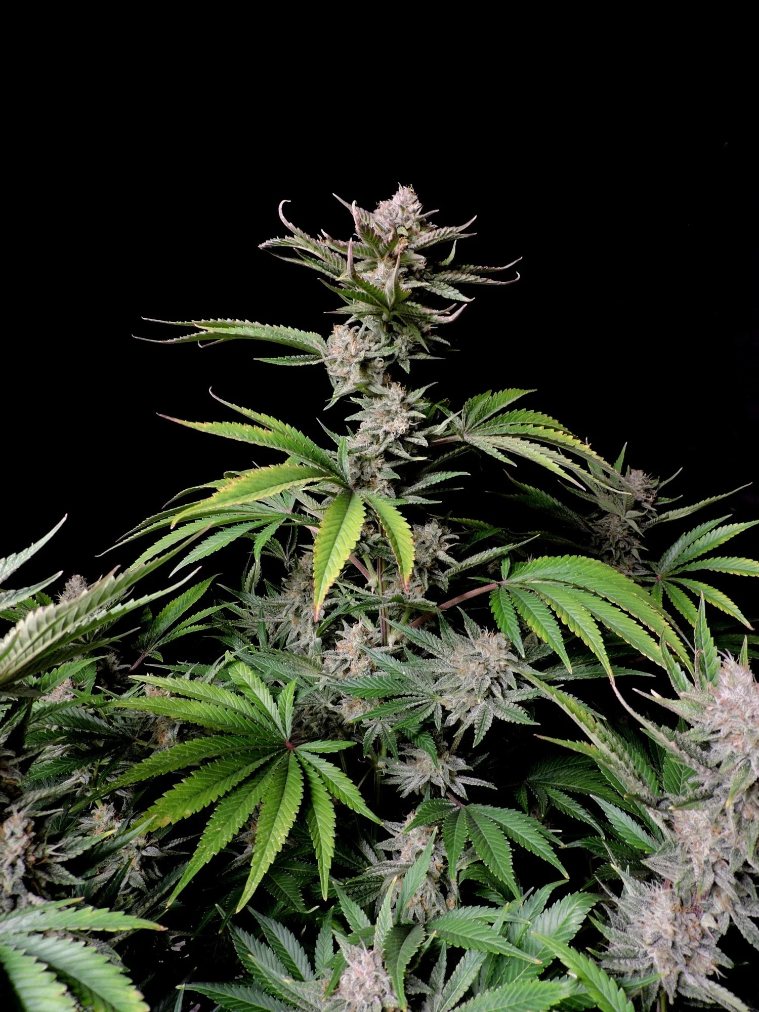 Graines de Cherry Cola Auto by FastBuds