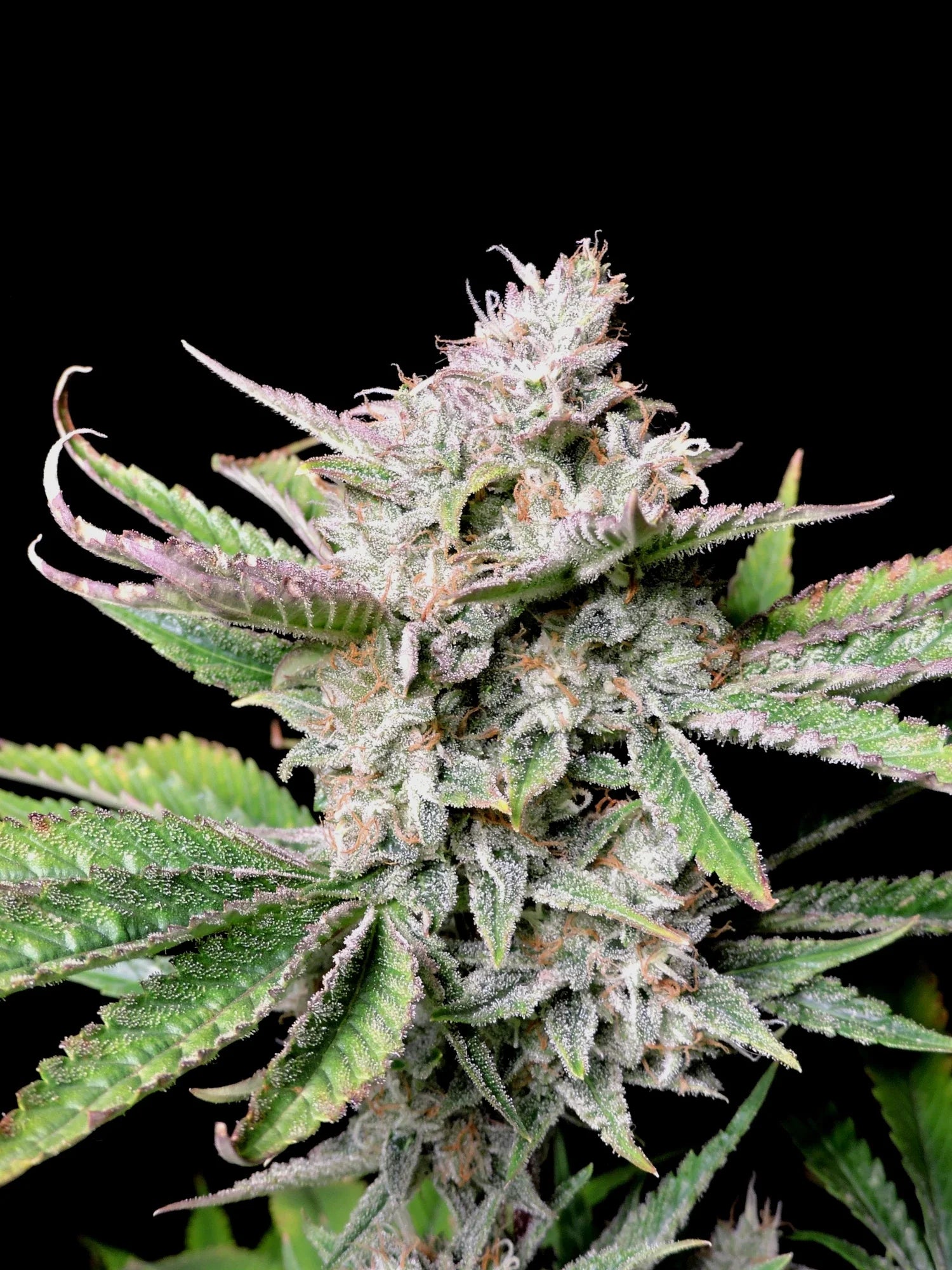 Graines de Cherry Cola Auto by FastBuds