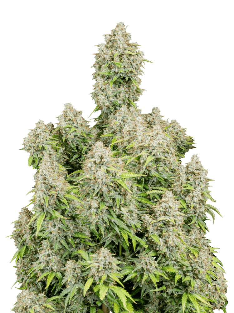 Graines de Cinderella Auto by FastBuds