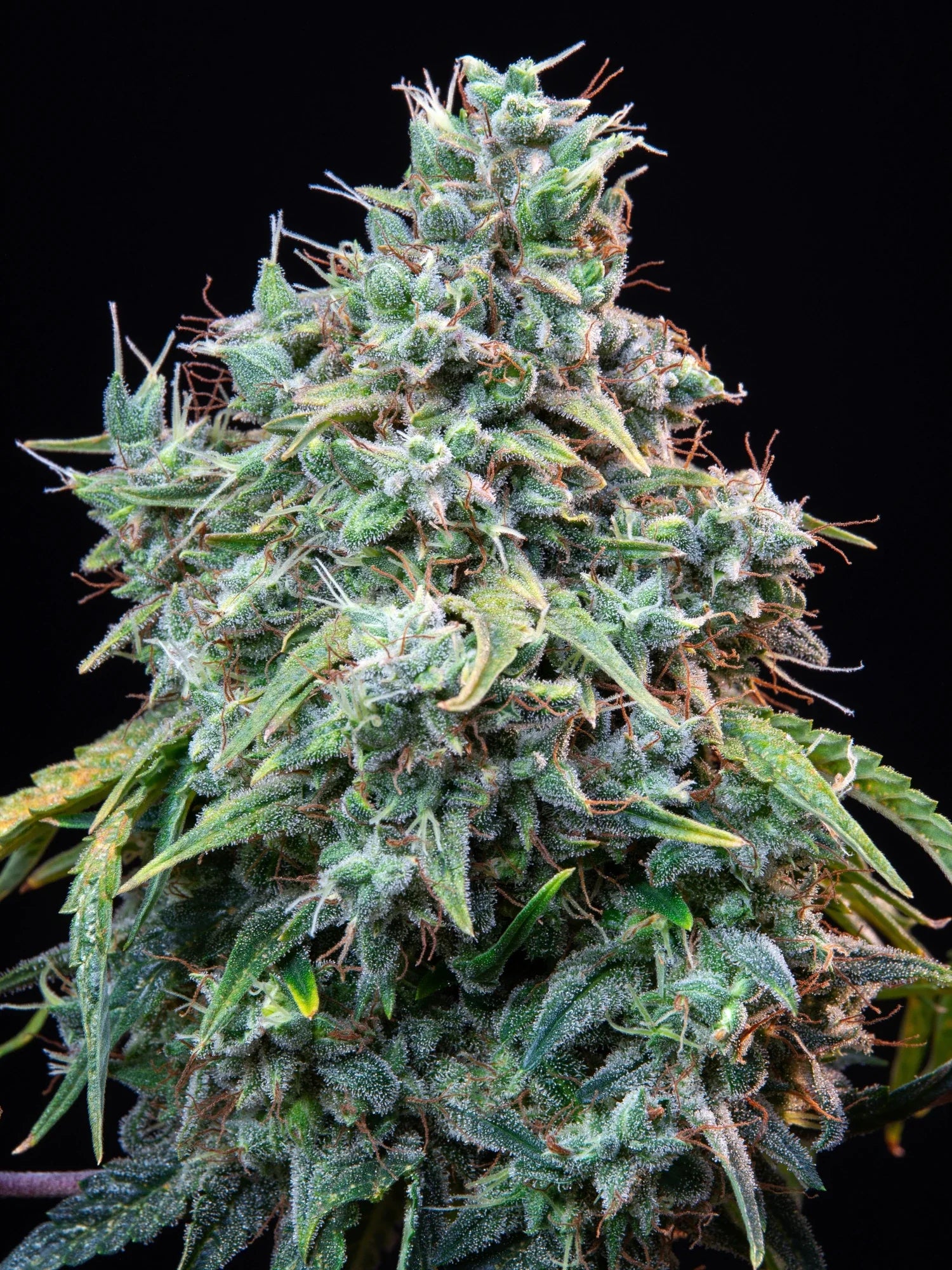 Graines de Cinderella Auto by FastBuds