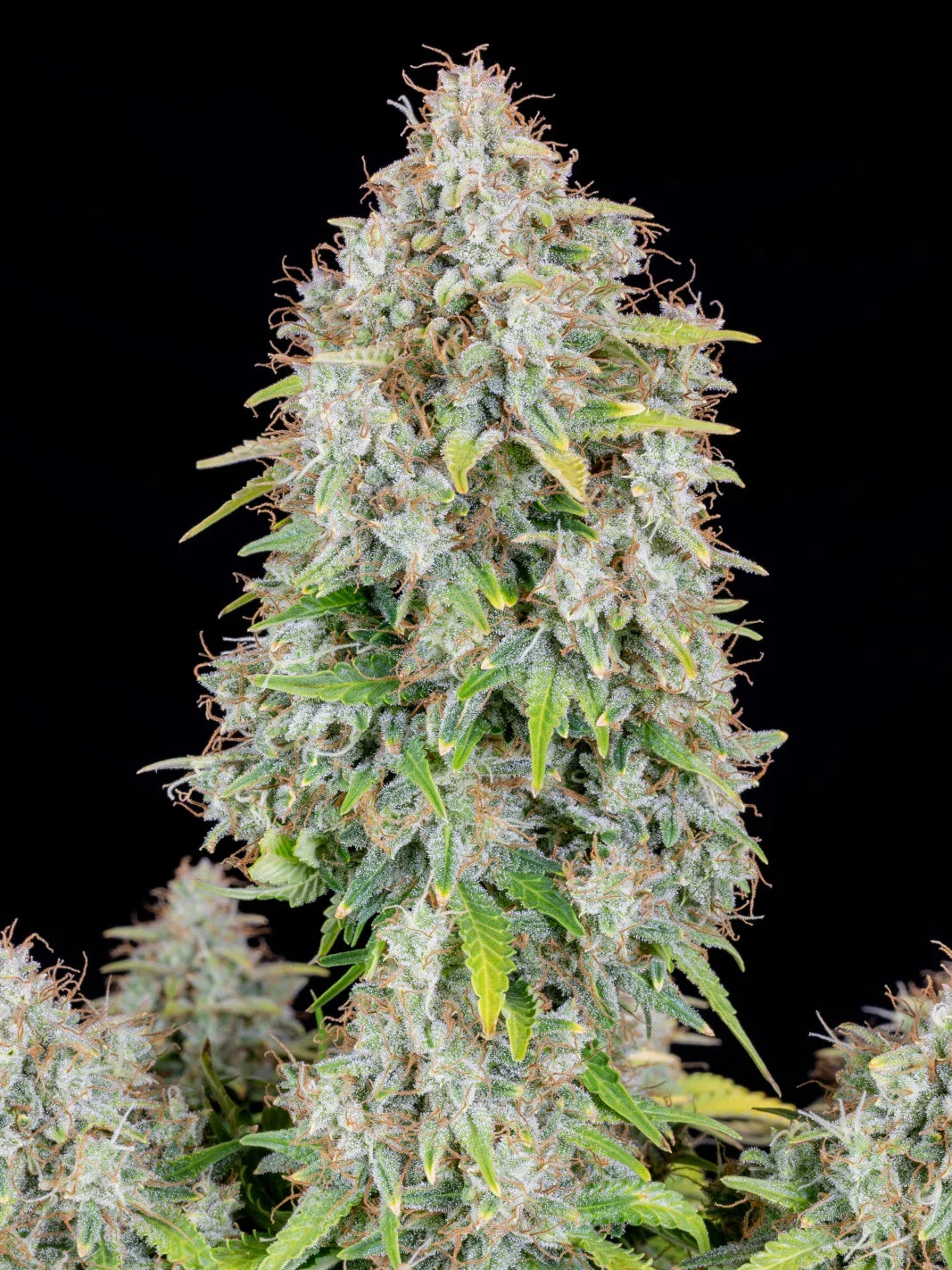 Graines de Cinderella Auto by FastBuds