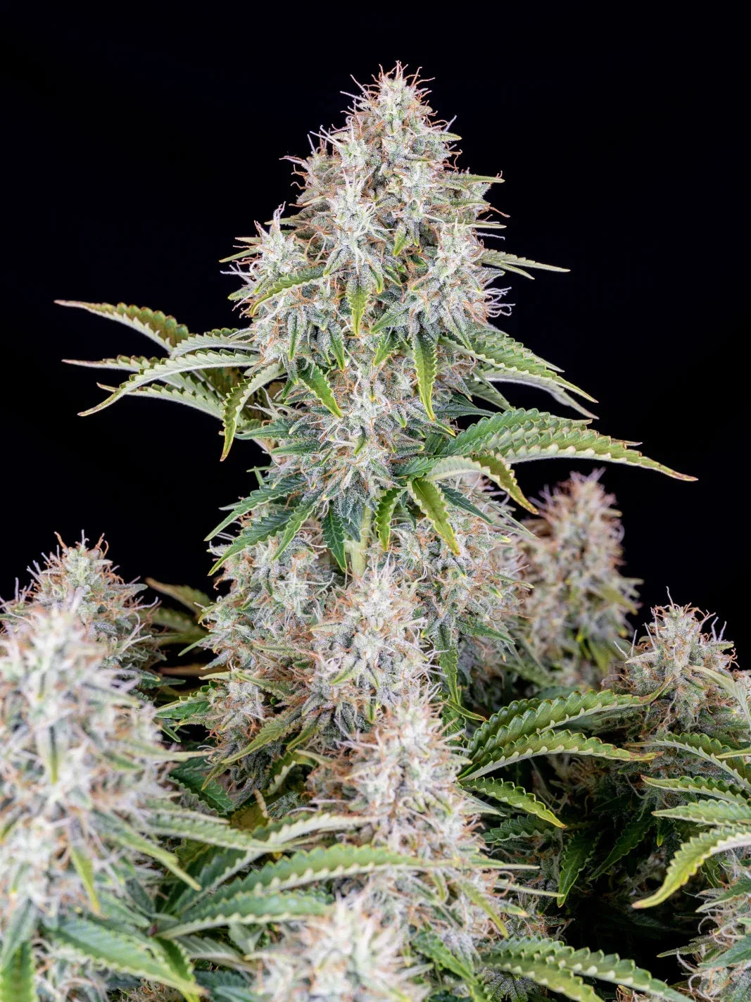 Graines de Cinderella Auto by FastBuds