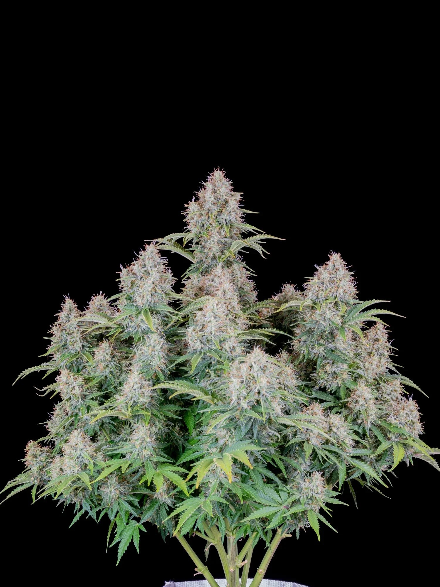 Graines de Cinderella Auto by FastBuds