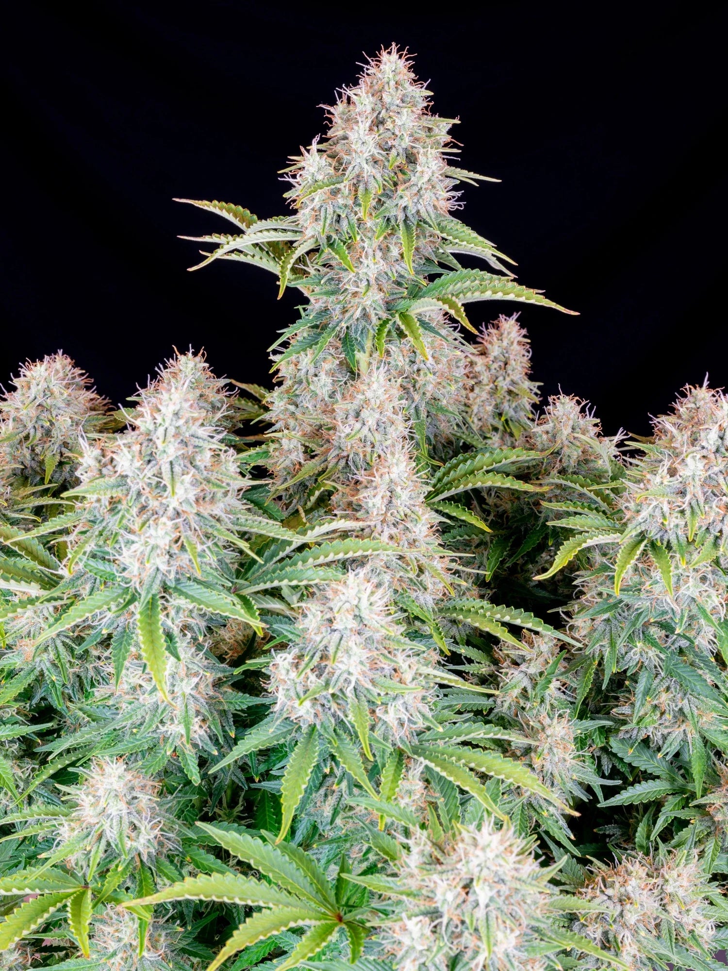 Graines de Cinderella Auto by FastBuds