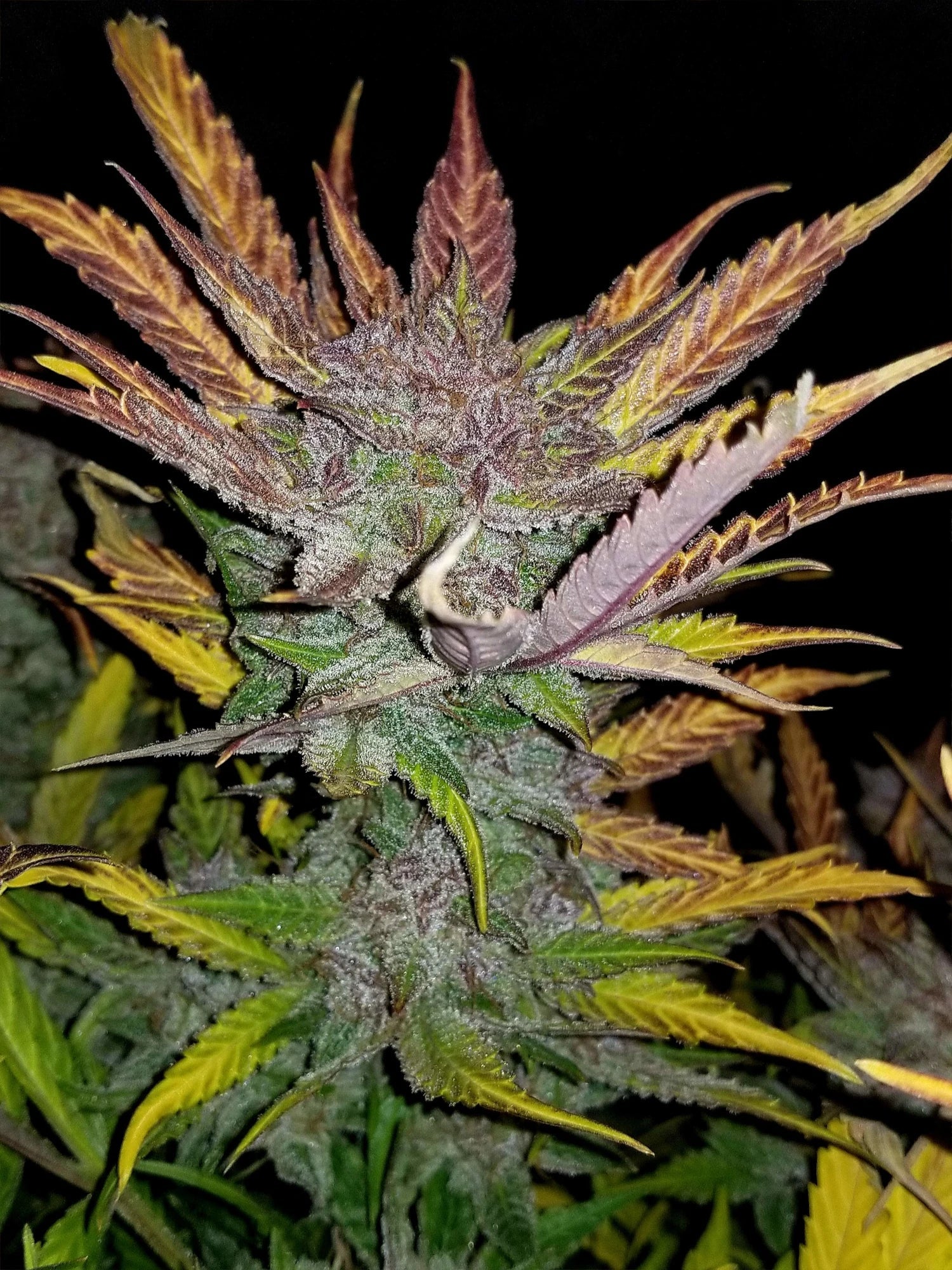 Graines de Cream Cookies Auto by FastBuds