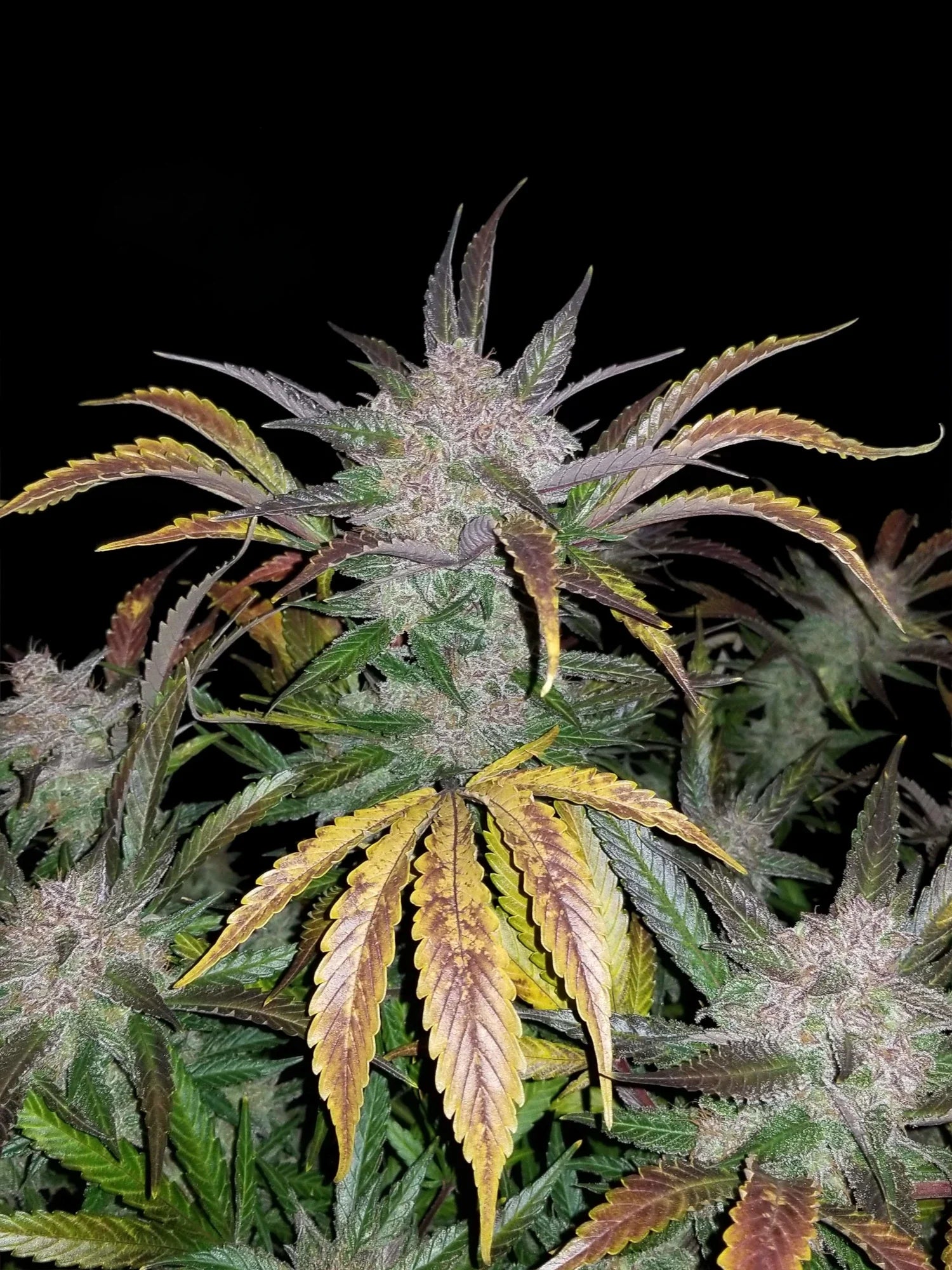 Graines de Cream Cookies Auto by FastBuds