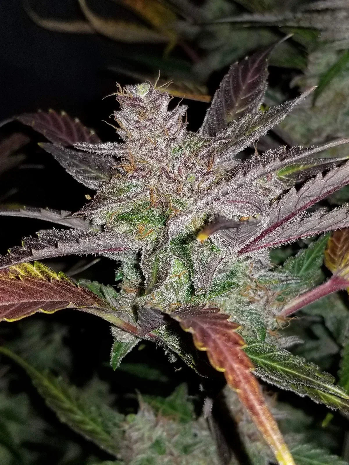 Graines de Cream Cookies Auto by FastBuds