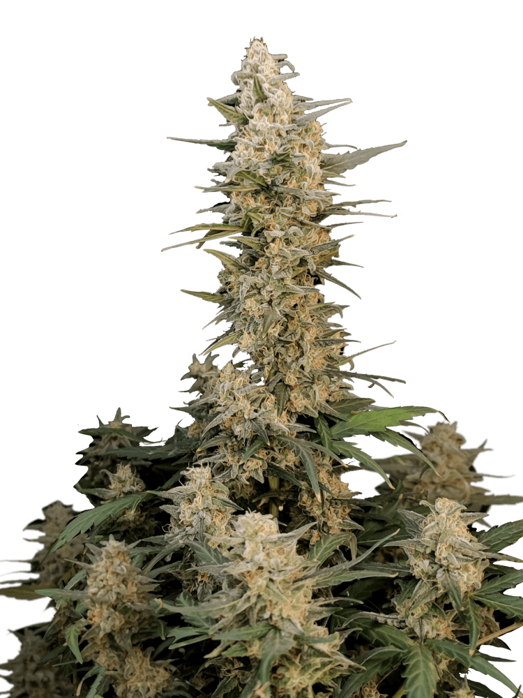 Graines de Critical Auto by FastBuds