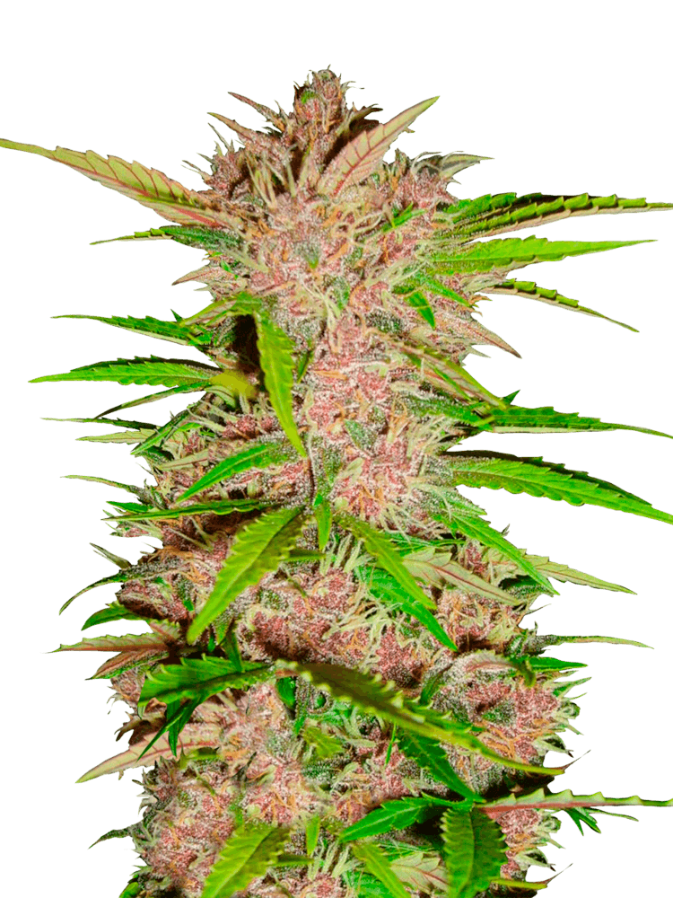 Graines de Fastberry Auto by FastBuds