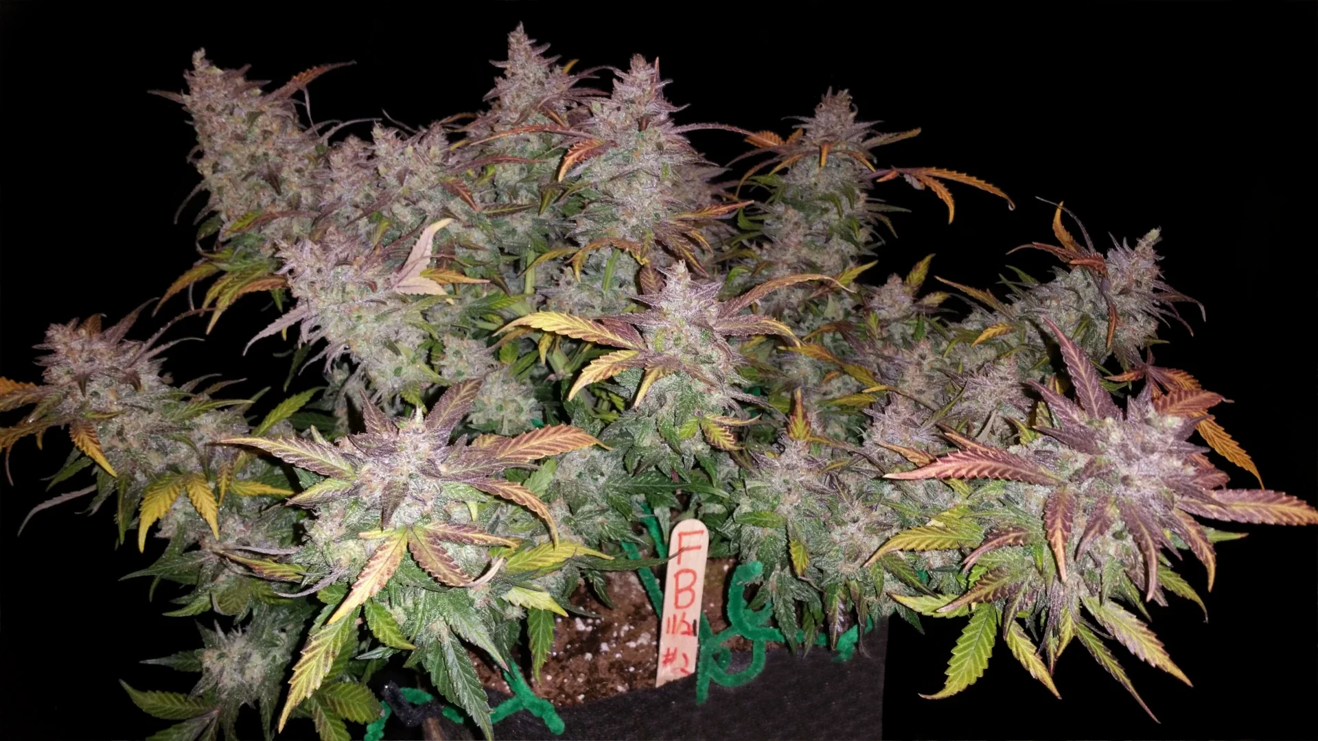 Graines de Fastberry Auto by FastBuds