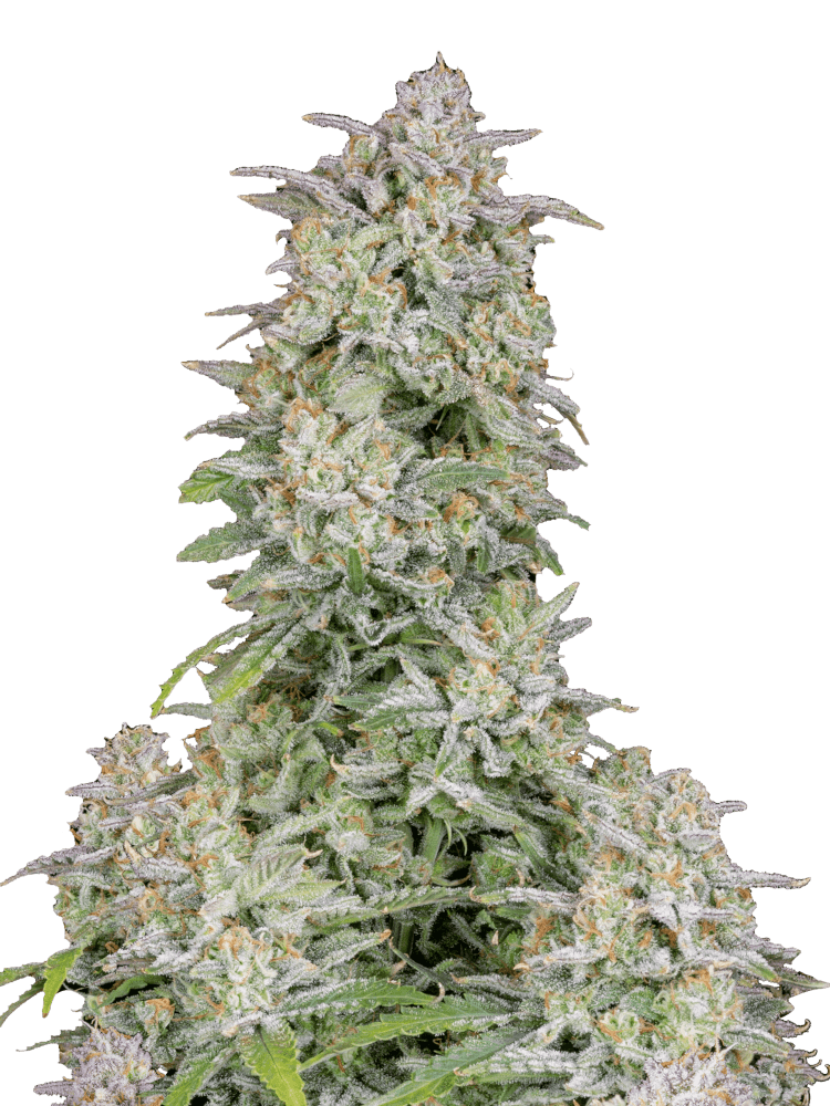 Graines de Forbidden Runtz Auto by FastBuds