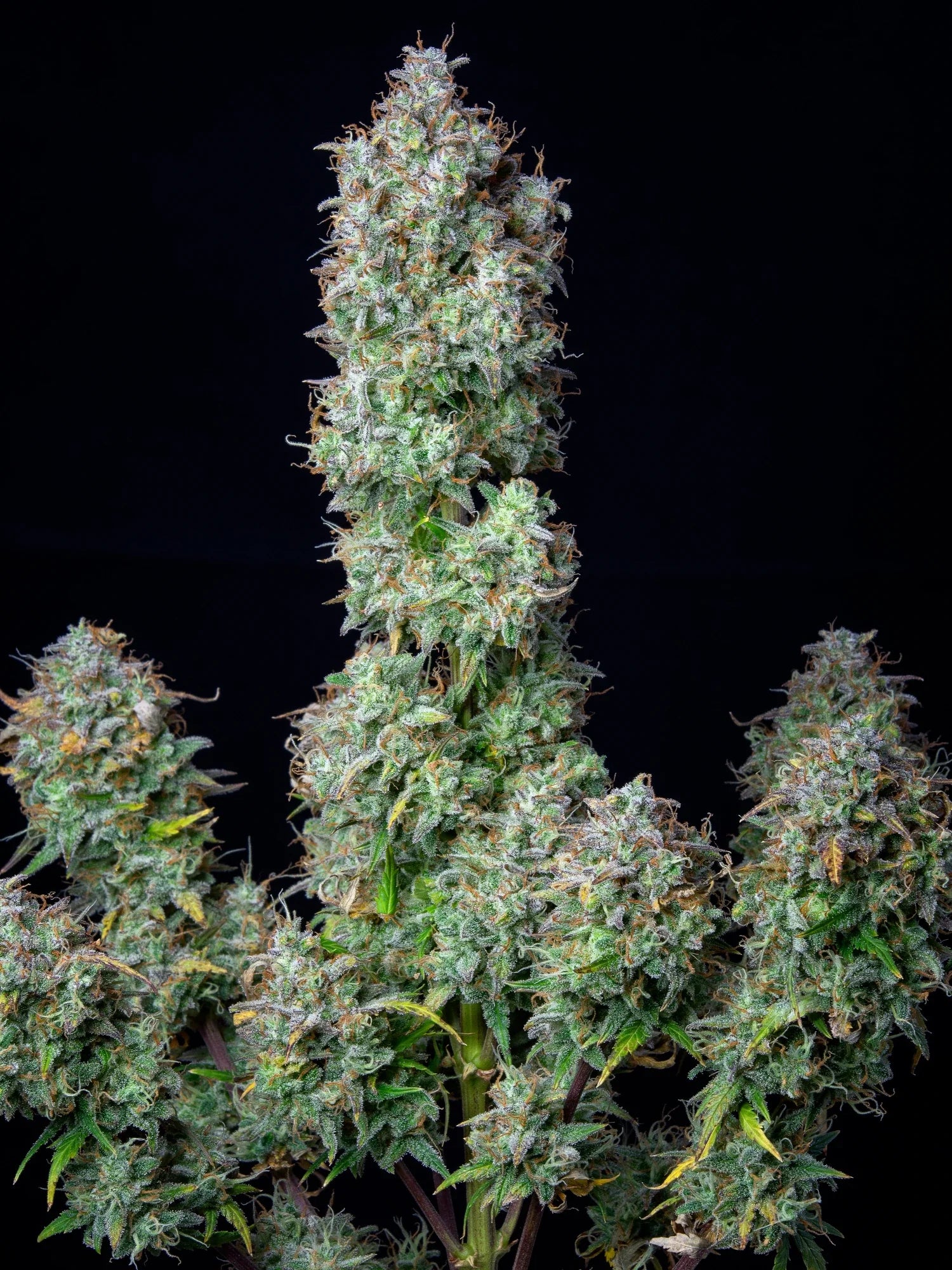 Graines de Forbidden Runtz Auto by FastBuds