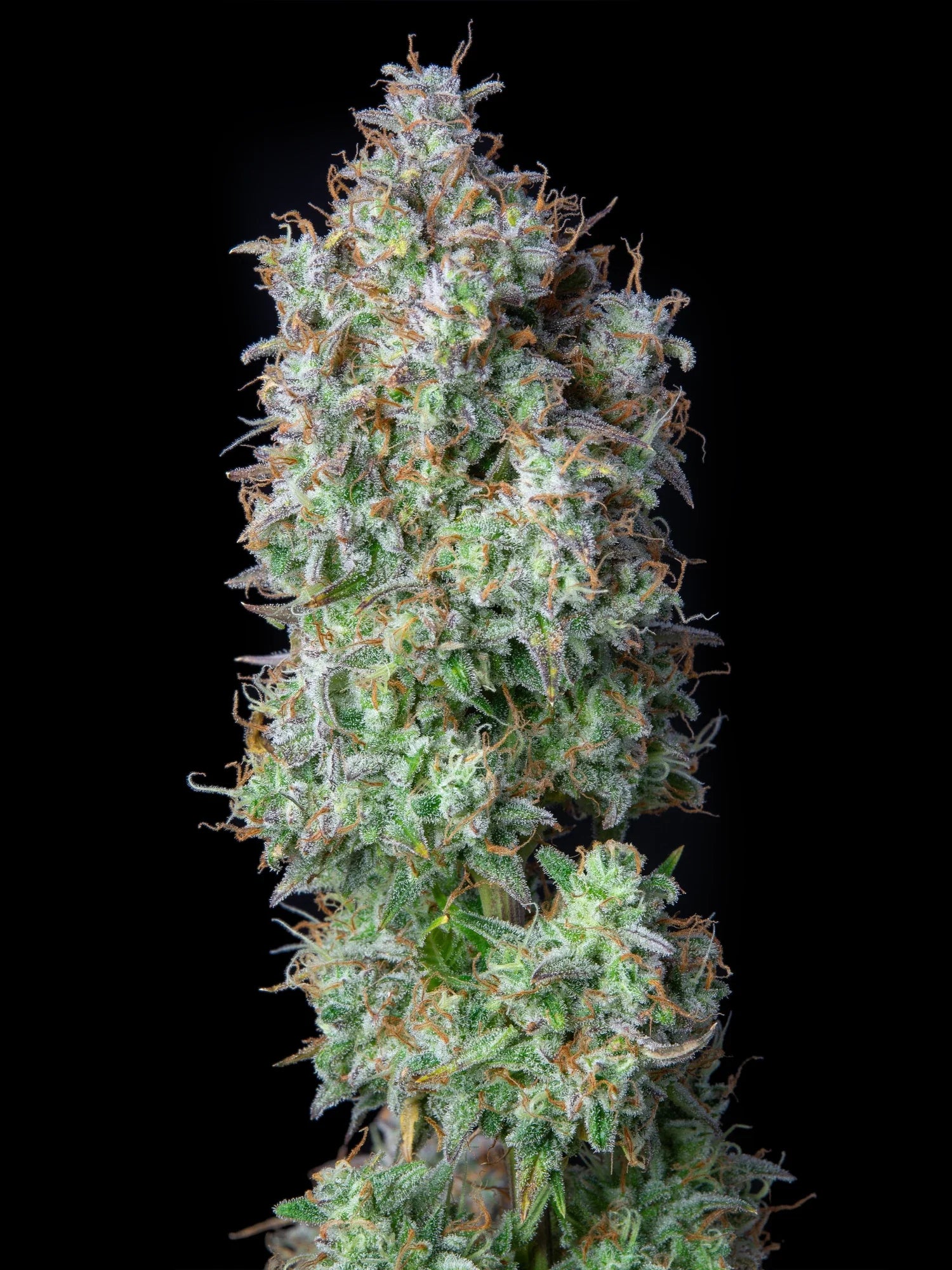 Graines de Forbidden Runtz Auto by FastBuds