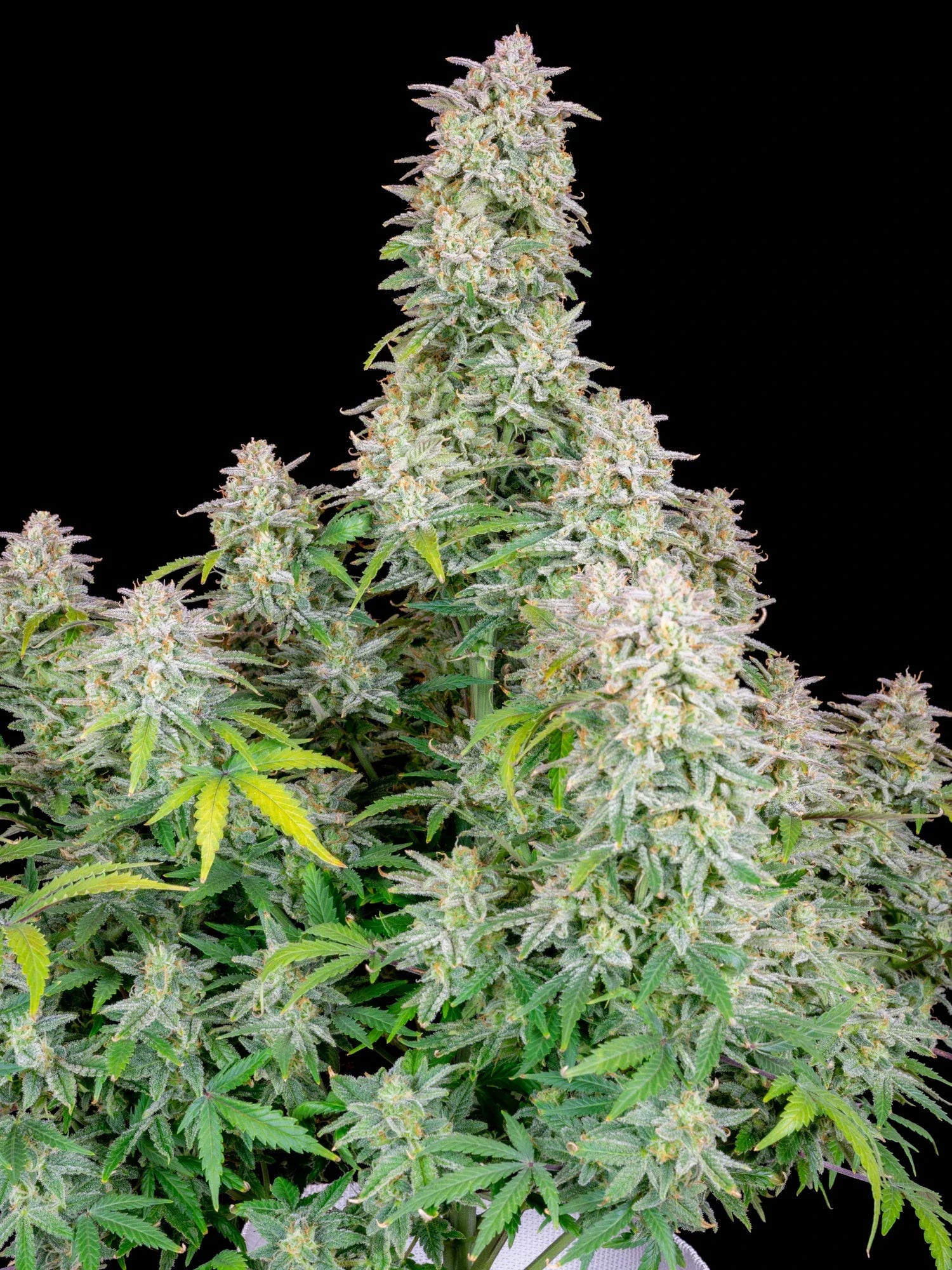 Graines de Forbidden Runtz Auto by FastBuds