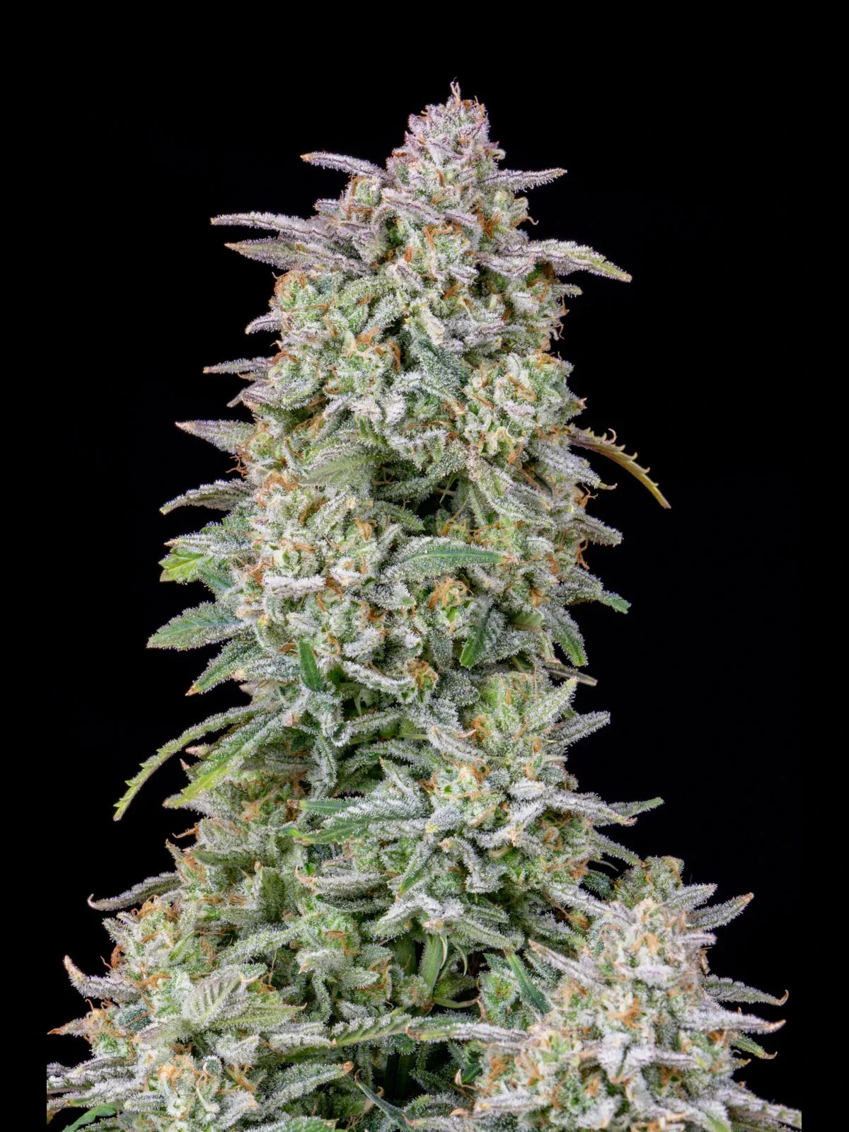 Graines de Forbidden Runtz Auto by FastBuds