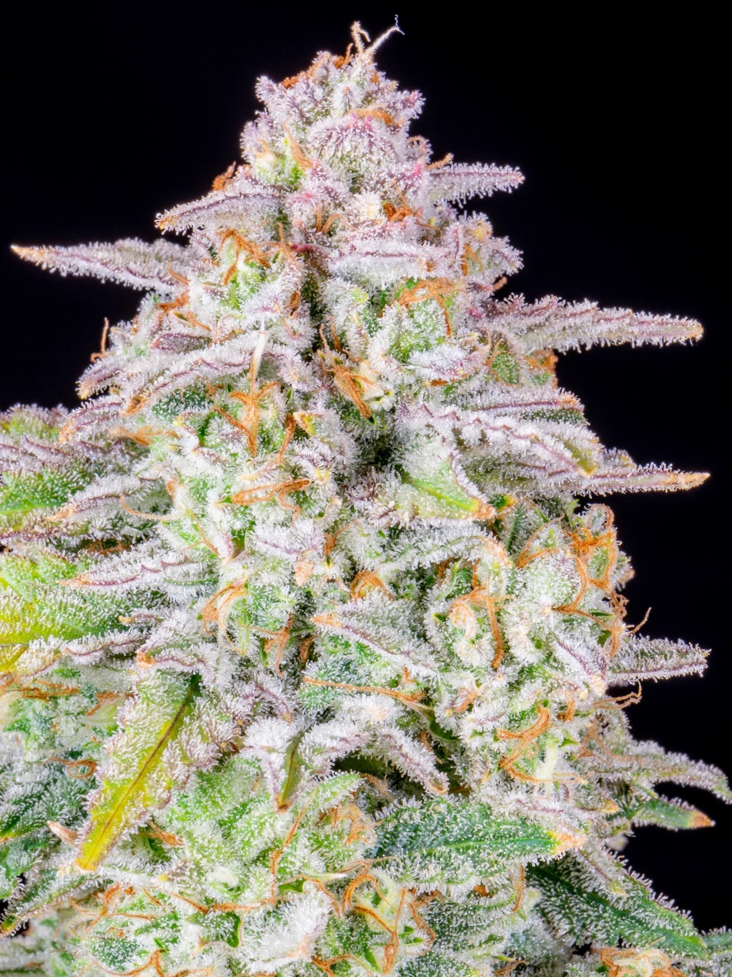 Graines de Forbidden Runtz Auto by FastBuds