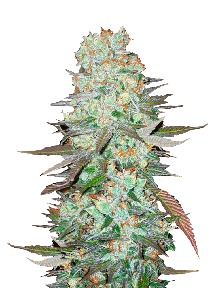 Graines de G14 Auto by FastBuds