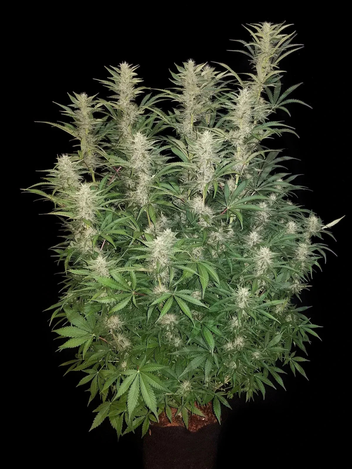 Graines de G14 Auto by FastBuds