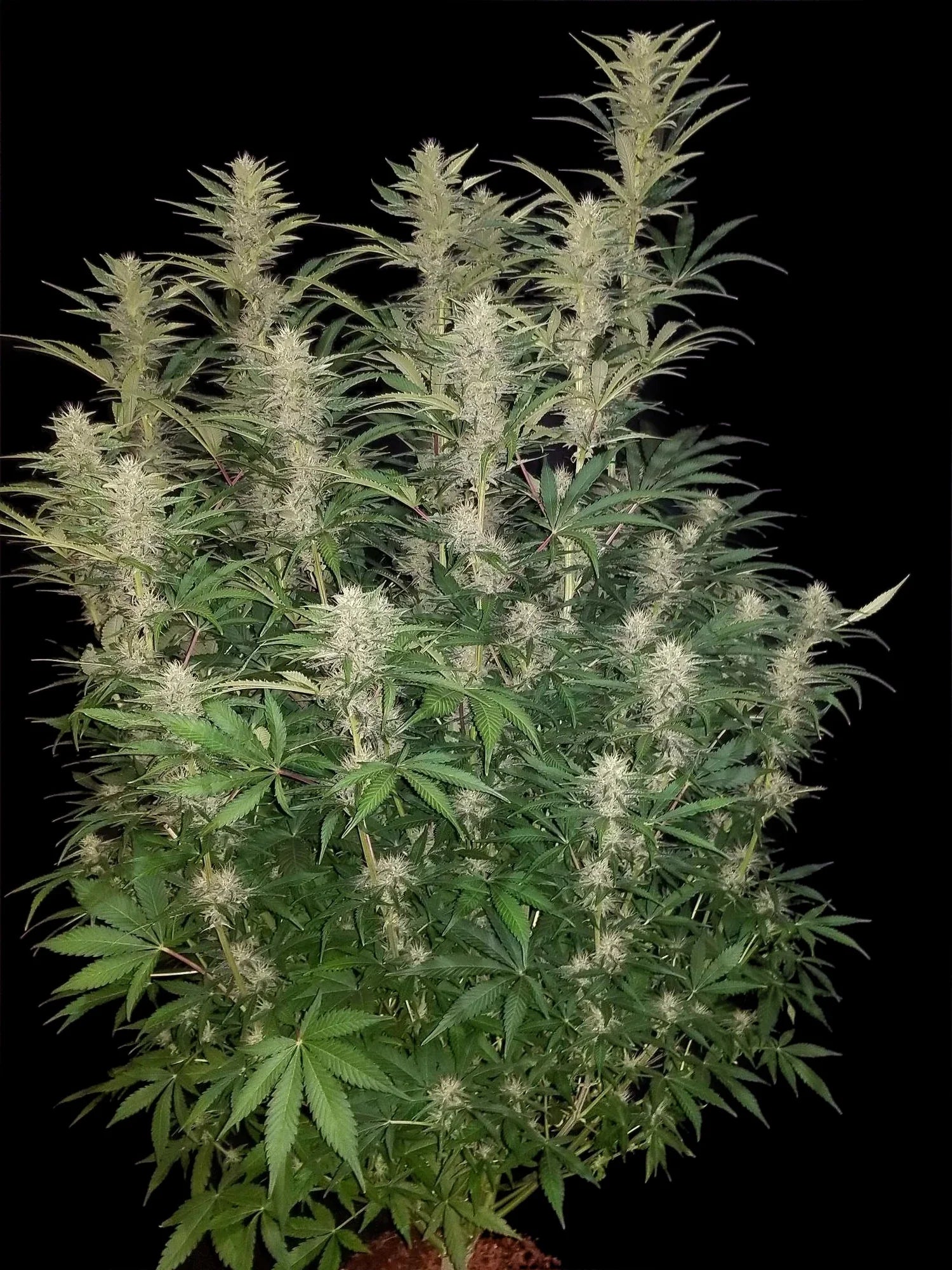 Graines de G14 Auto by FastBuds