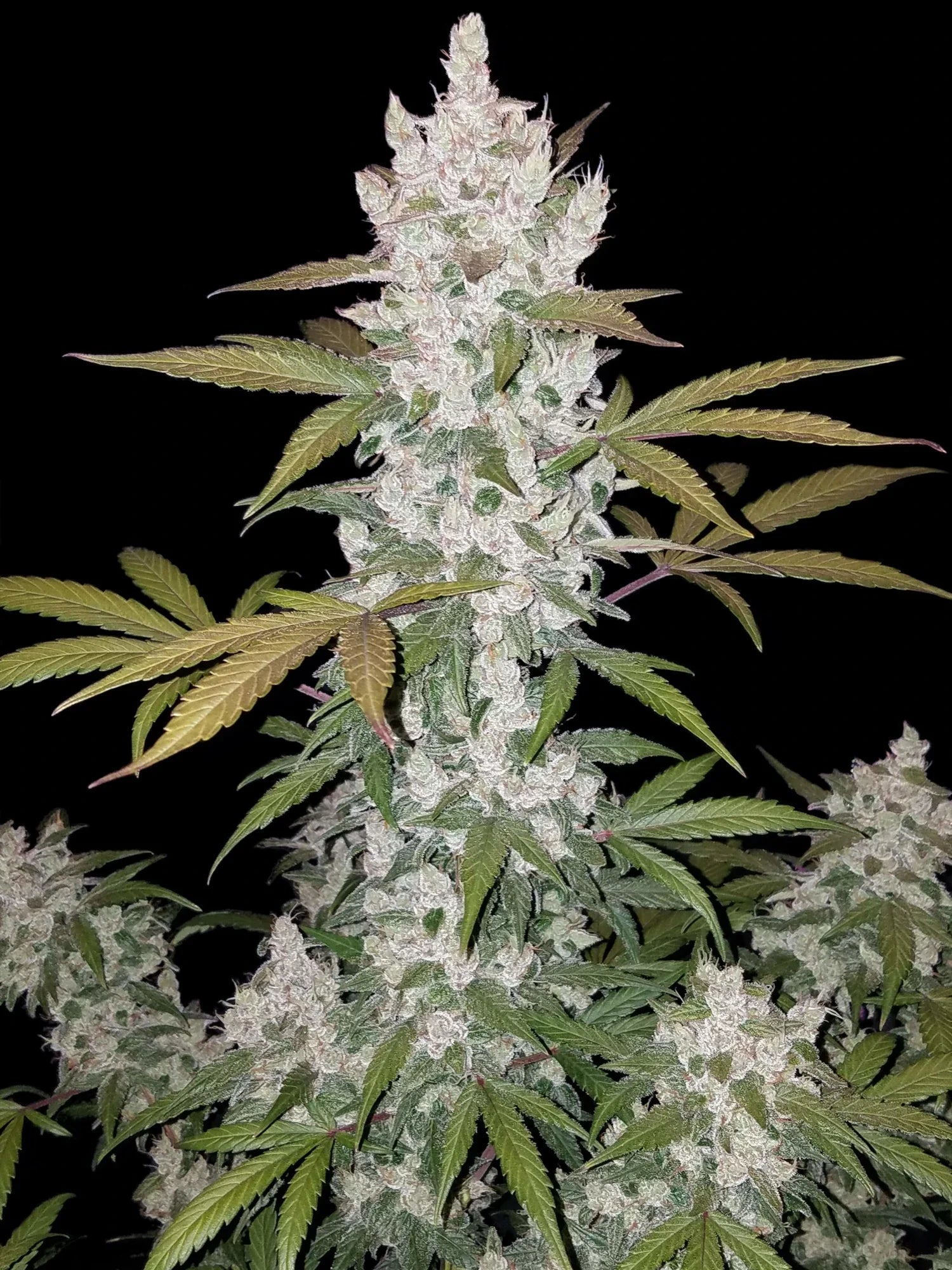 Graines de Girl Scout Cookies Auto by FastBuds