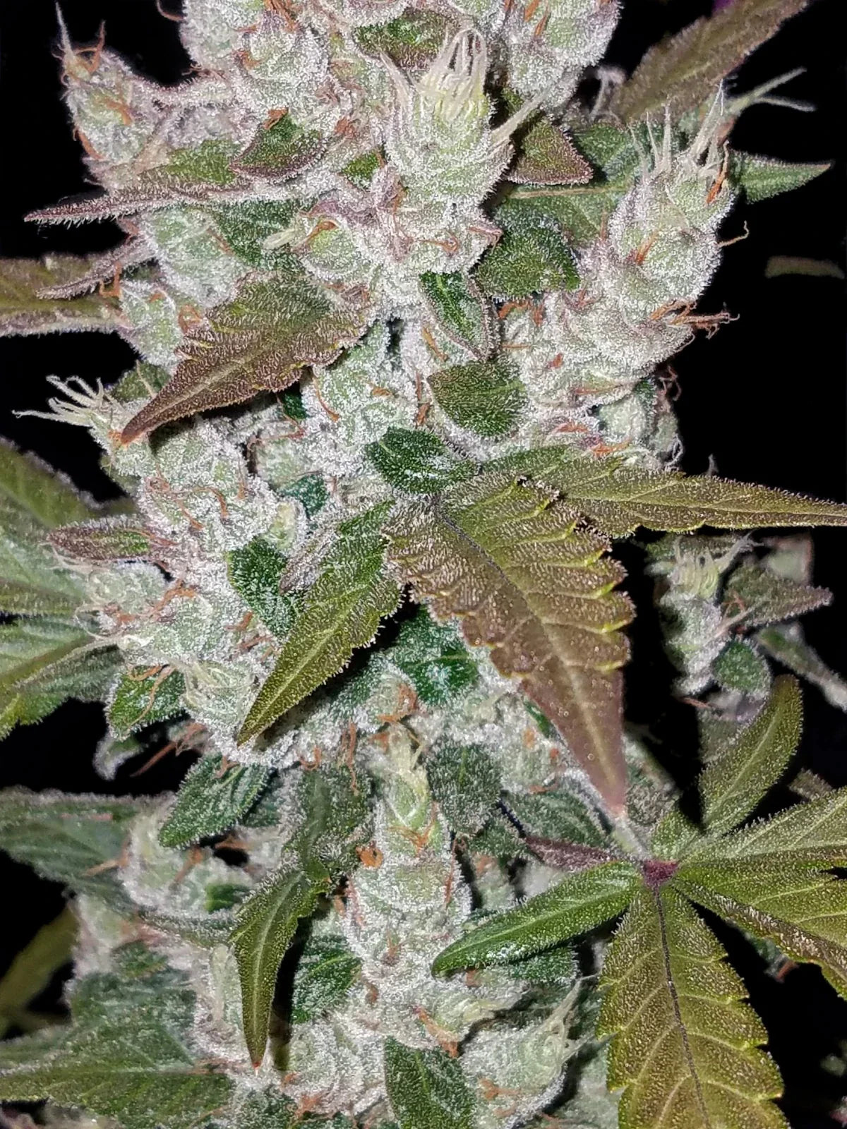 Graines de Girl Scout Cookies Auto by FastBuds