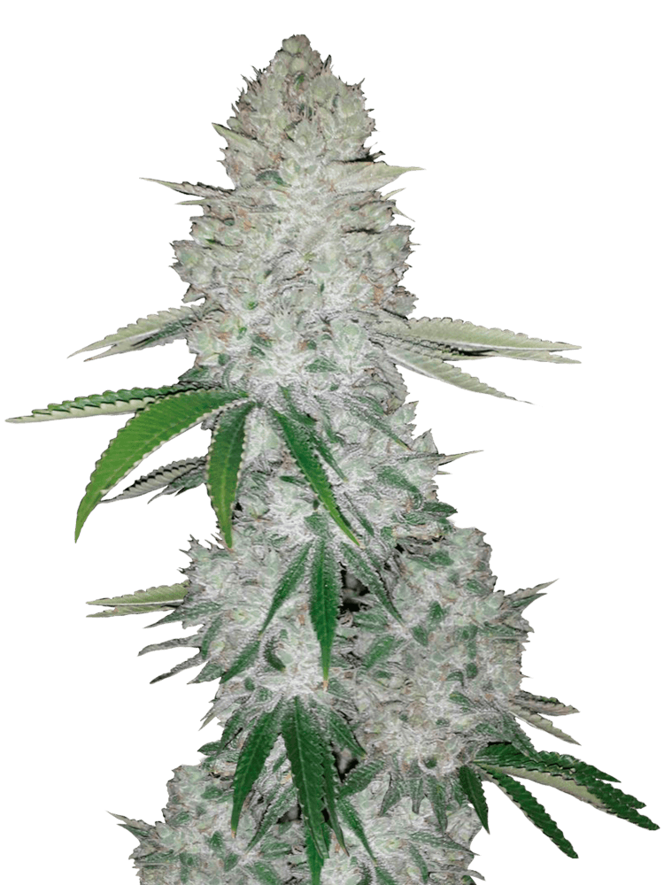 Graines de Gorilla Auto by FastBuds